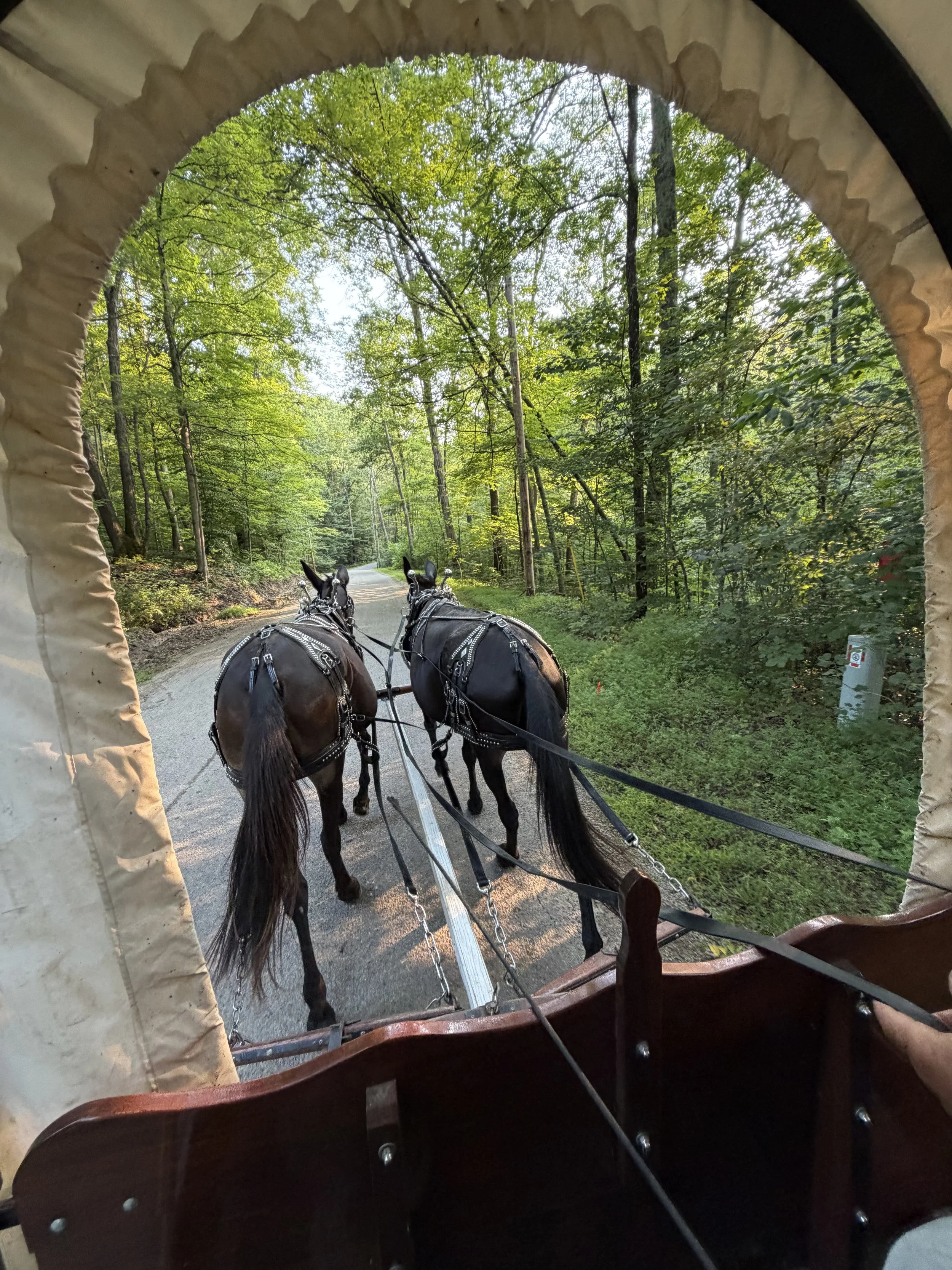 View from inside a horse-drawn carriage looking at two horses on a forest trail surrounded by green trees.