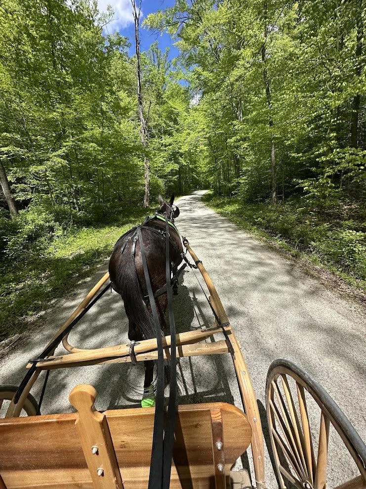 A horse pulling a wooden wagon along a forest trail with green trees and a blue sky overhead.