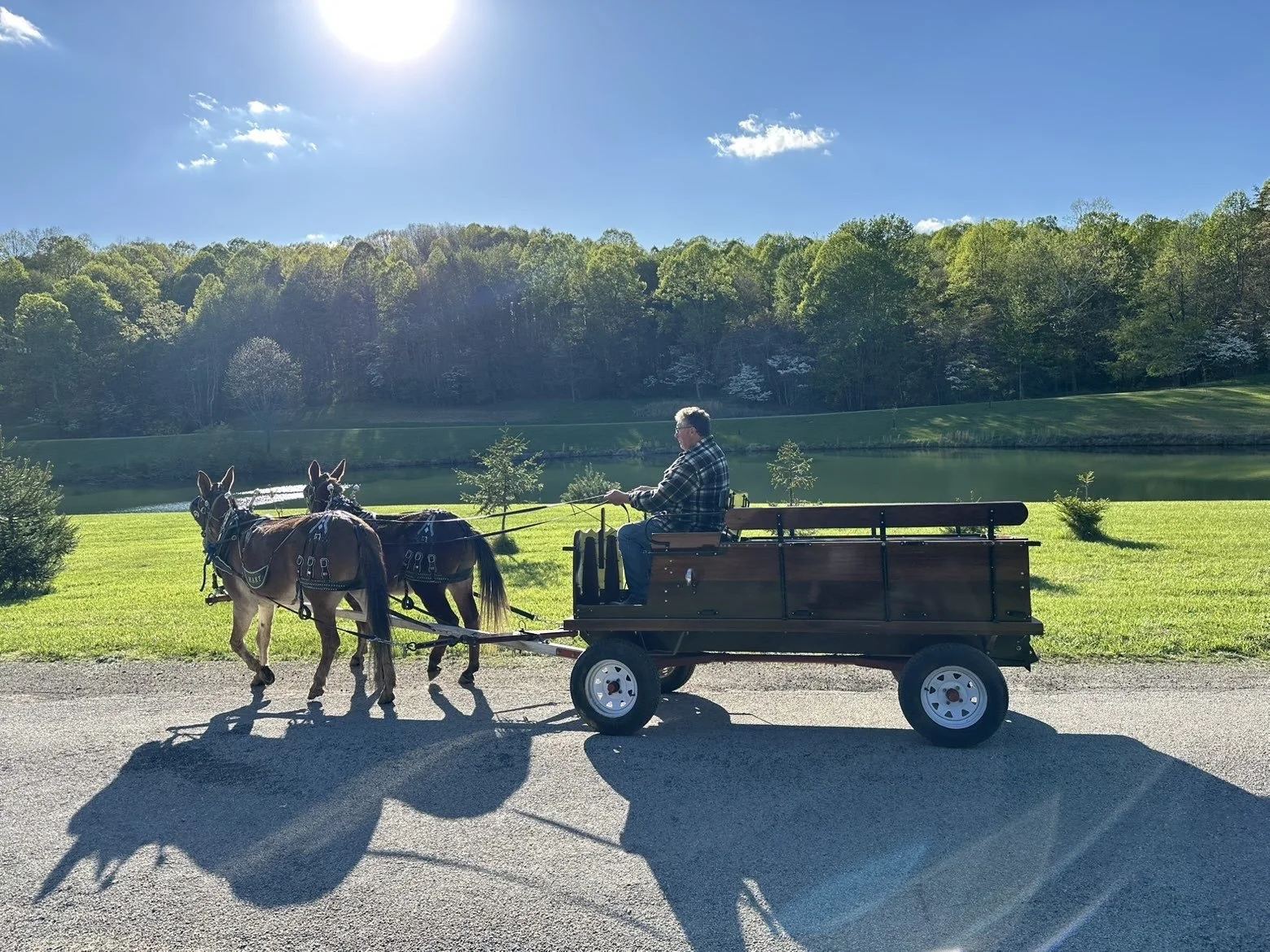 A man riding in a horse-drawn carriage along a paved path by a lake, with green trees and a clear blue sky in the background.
