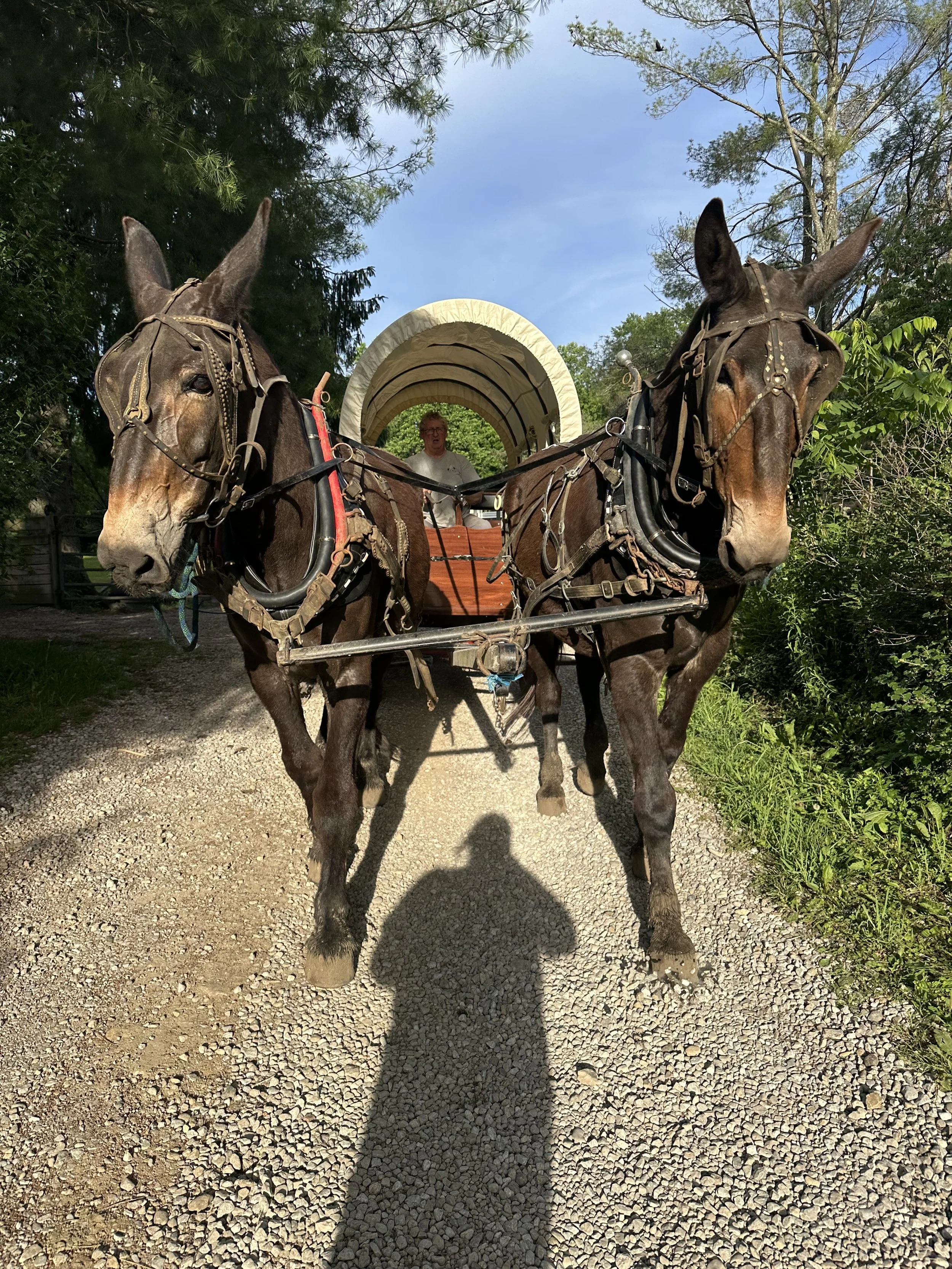 Two donkeys hitched to a covered wagon, standing on a gravel path surrounded by trees, with a man sitting on the wagon in the background.