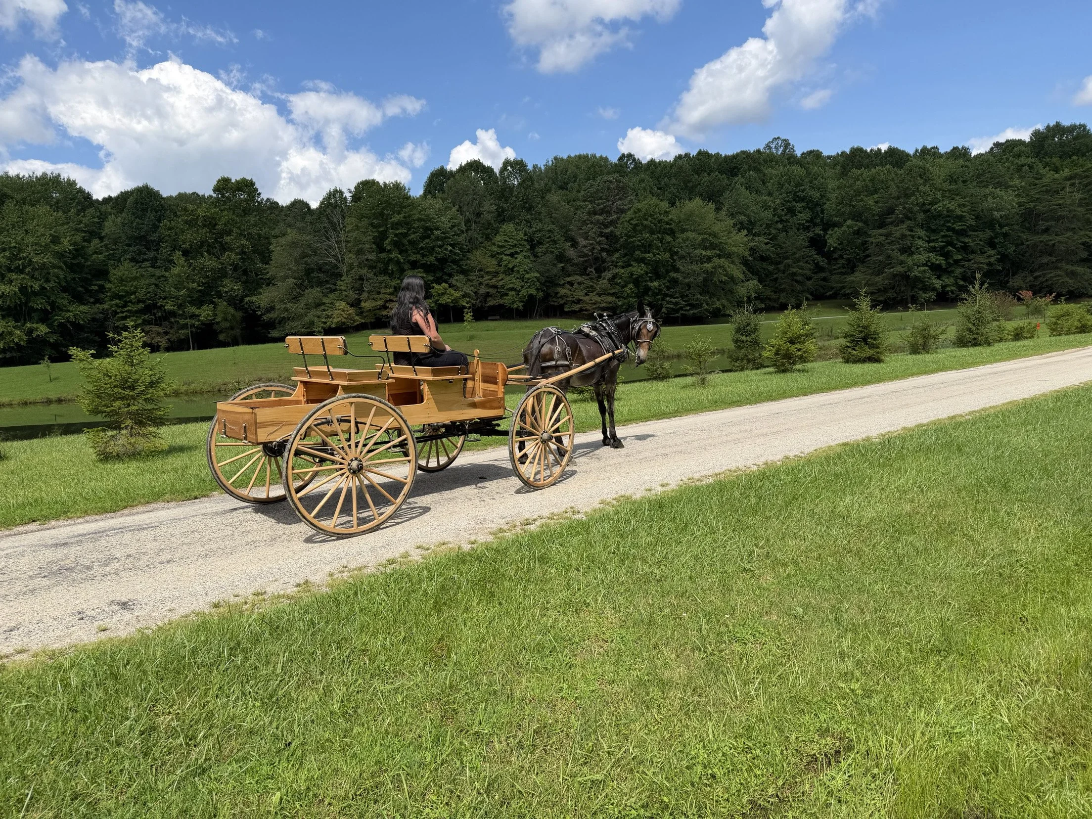 A woman sitting in a wooden carriage pulled by a horse on a gravel path in a green park, with trees and a pond in the background under a blue sky with clouds.
