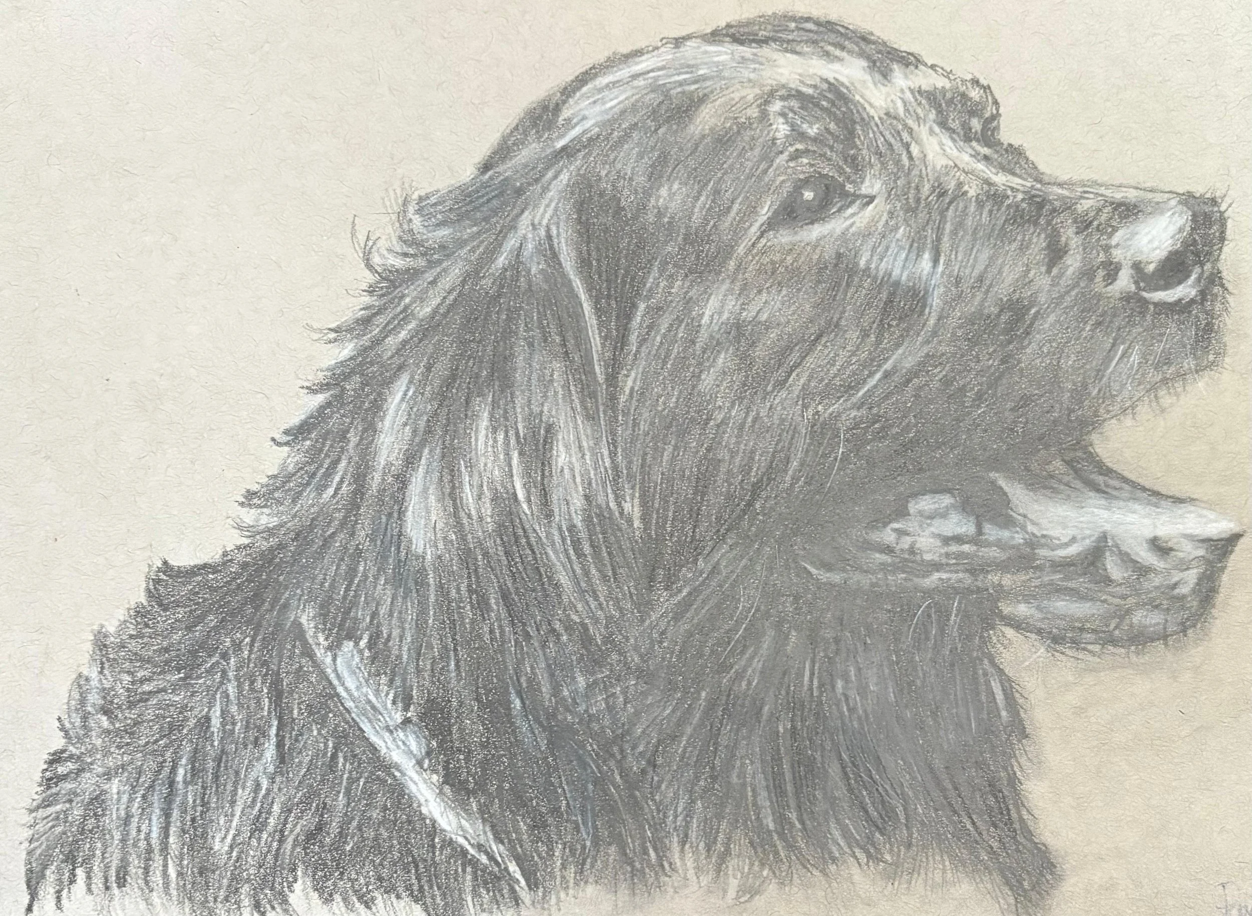 Art Classes Dog portrait created with graphite by Kreative Whispers