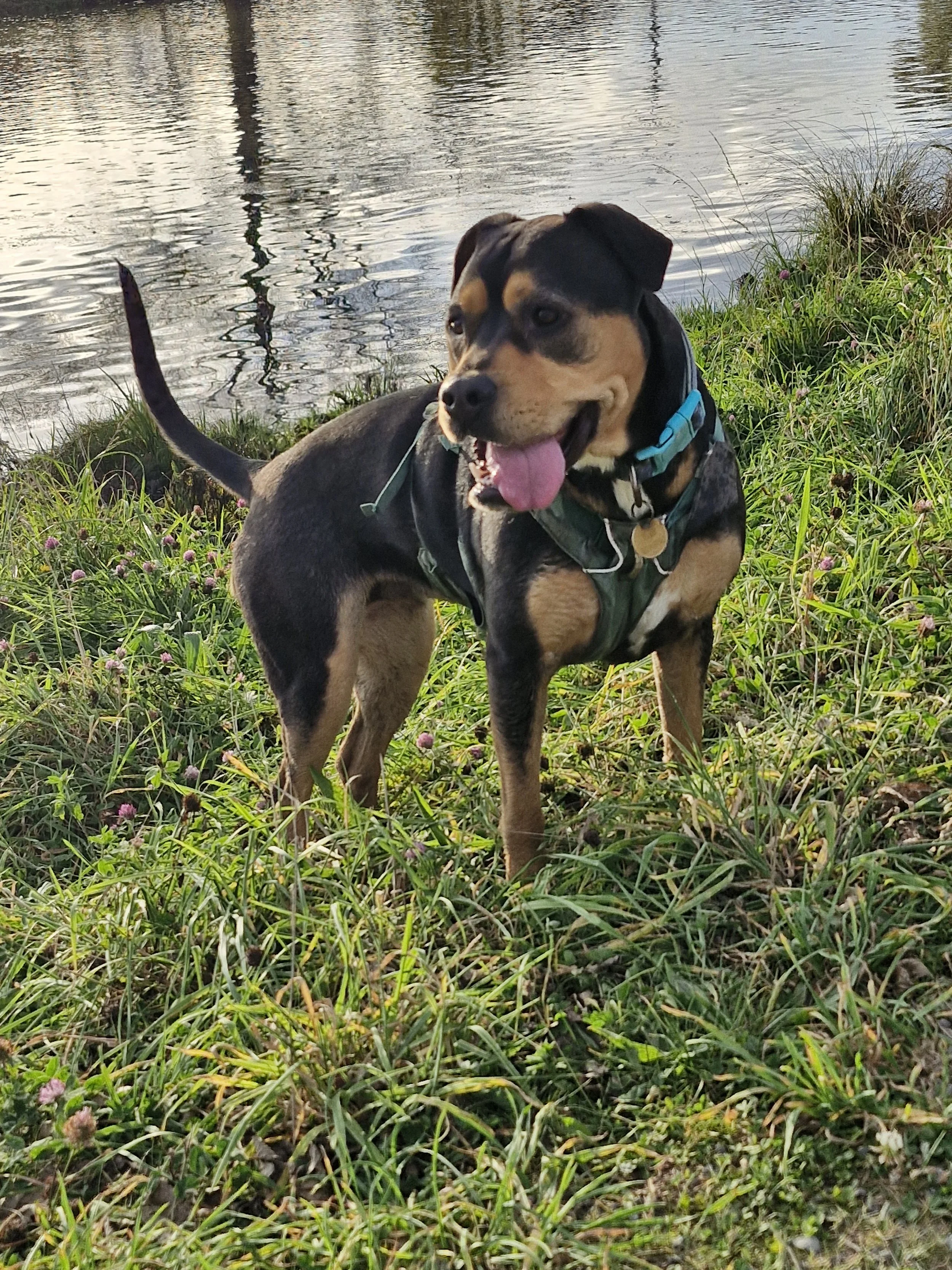 A happy dog with a black and tan coat, wearing a green harness and blue collar, standing on grass near a body of water with trees reflected in it.