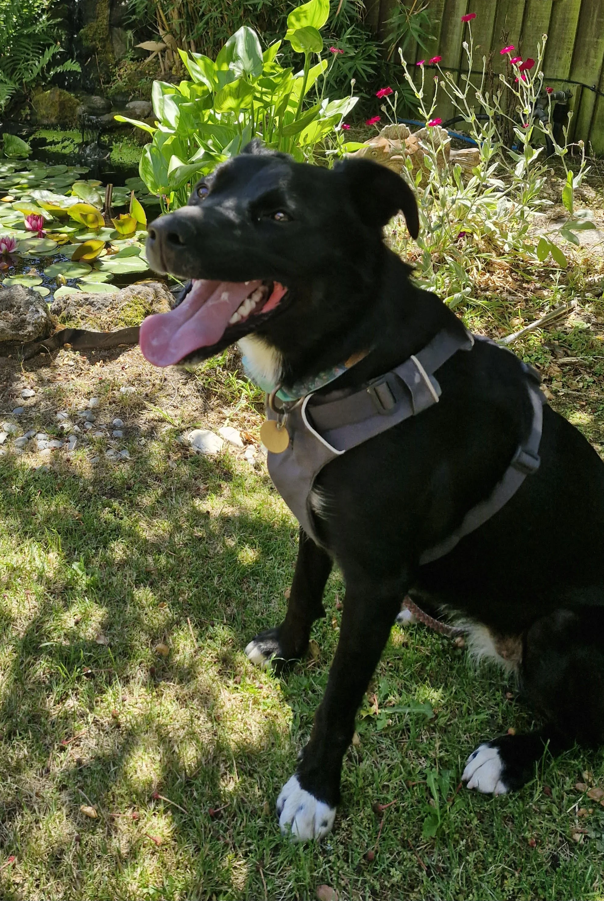 A happy black and white dog with a collar, sitting on grass near a pond with water lilies and green plants in a garden.