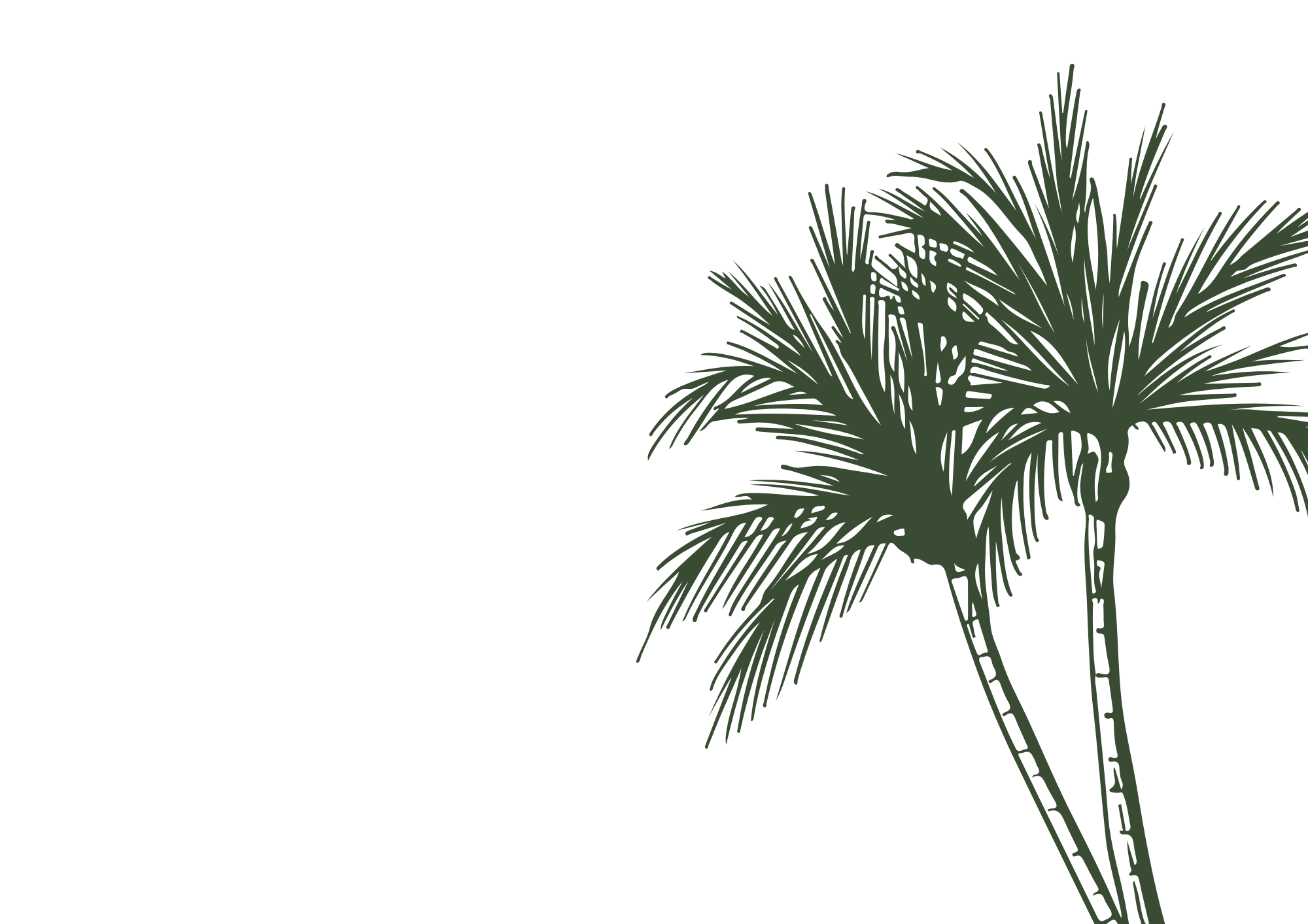 A black background with a green leafy palm tree graphic on the right side.