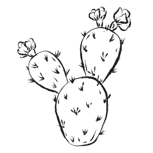 Black and white drawing of three prickly pear cactus pads, with two cactus flowers blooming on the top of two pads.