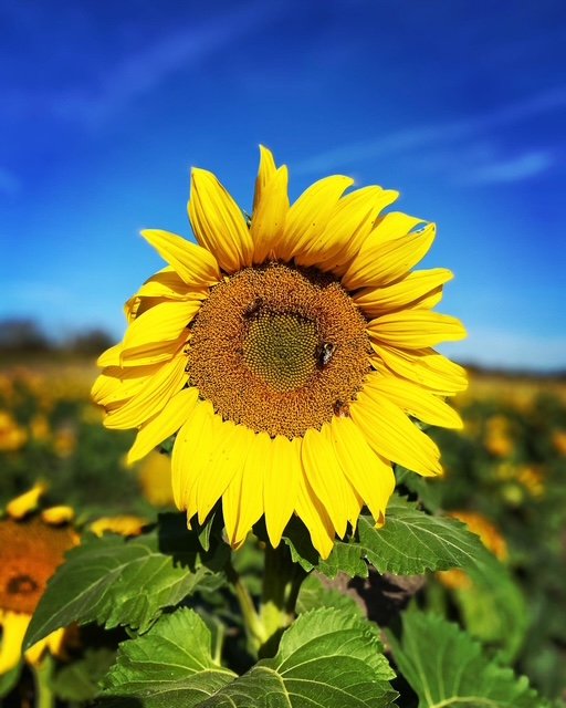 Sunflower.jpg