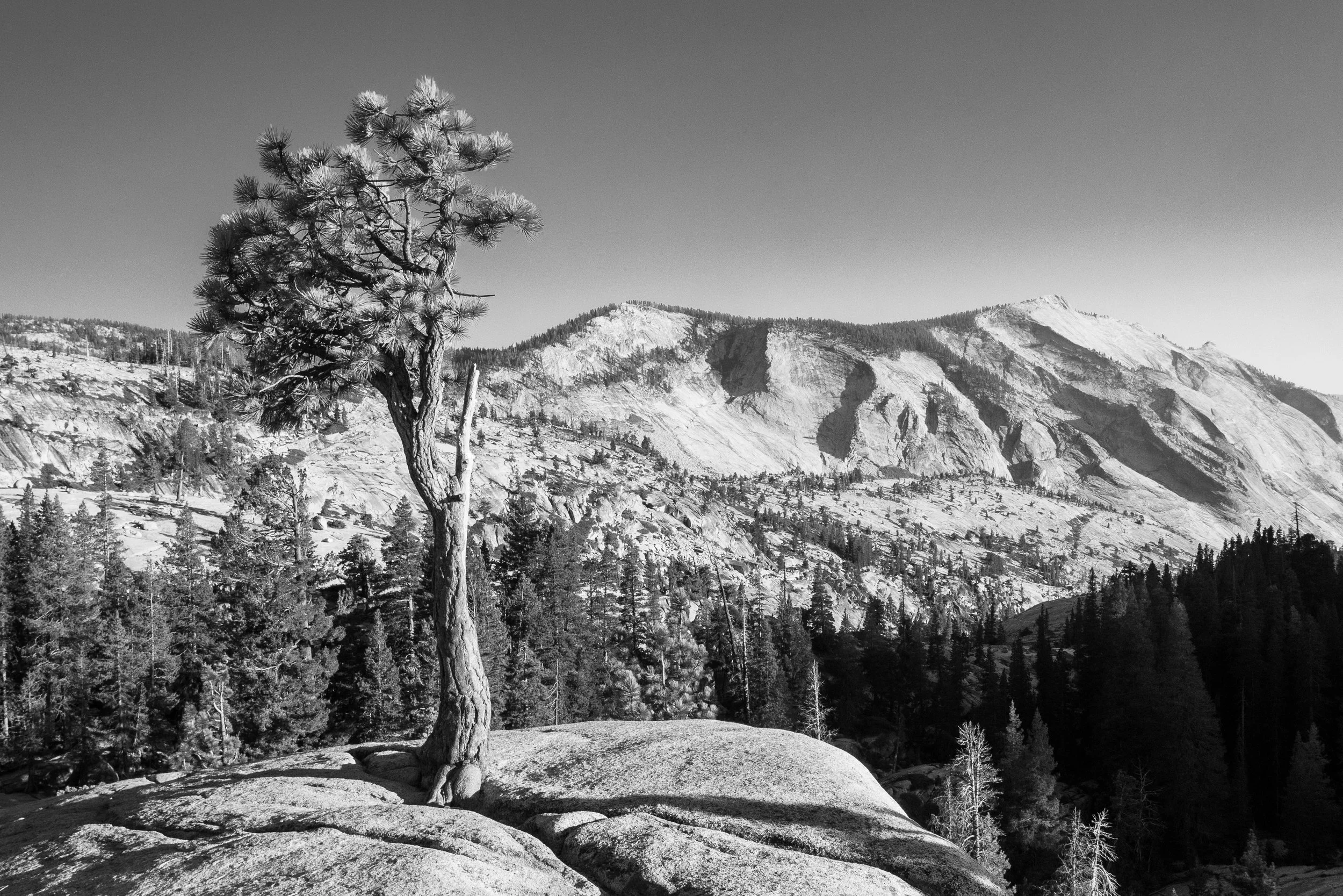 yosemite-print-IMG_9646-2.jpg