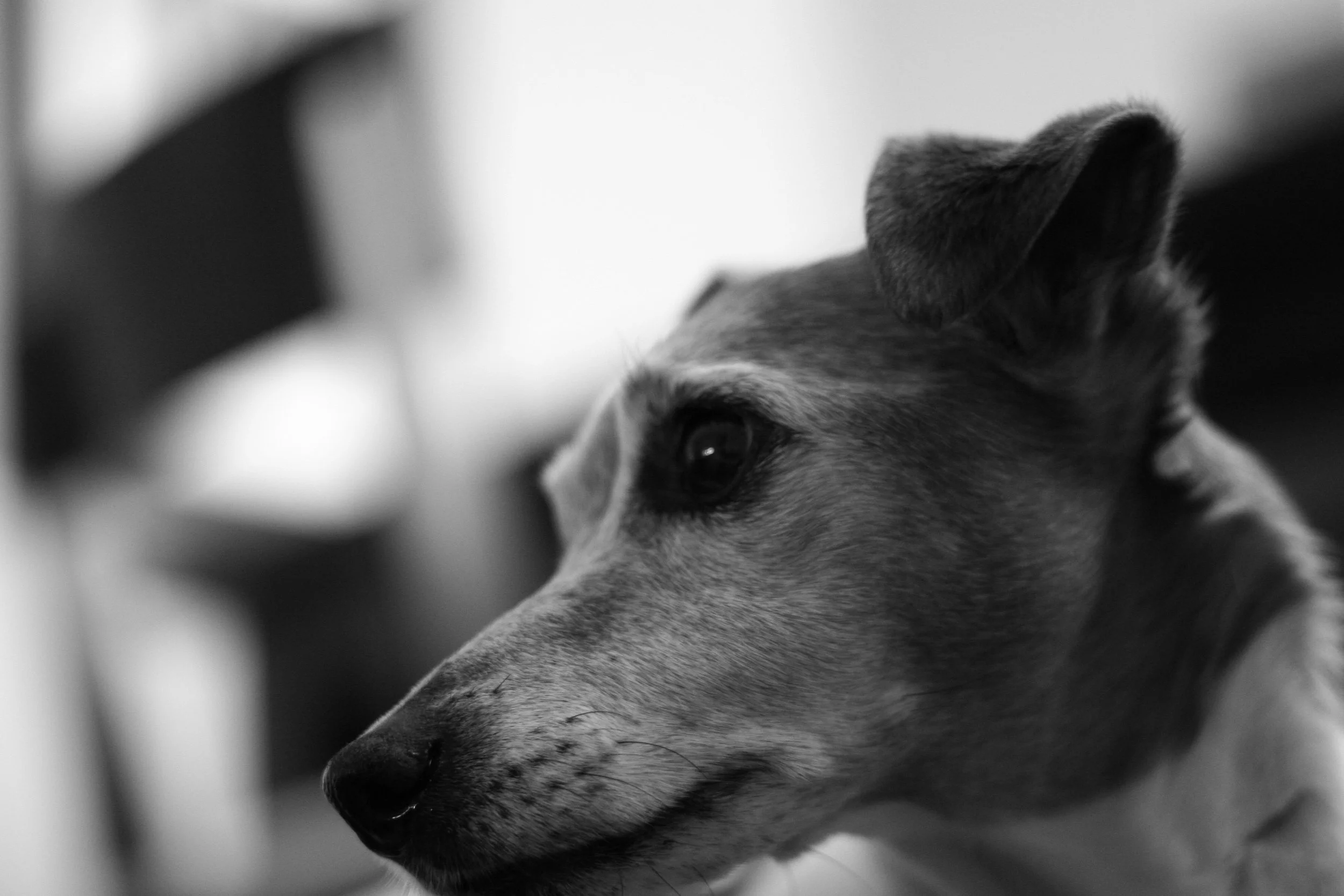 Caesar