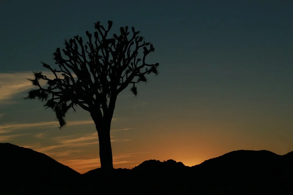 Joshua Tree