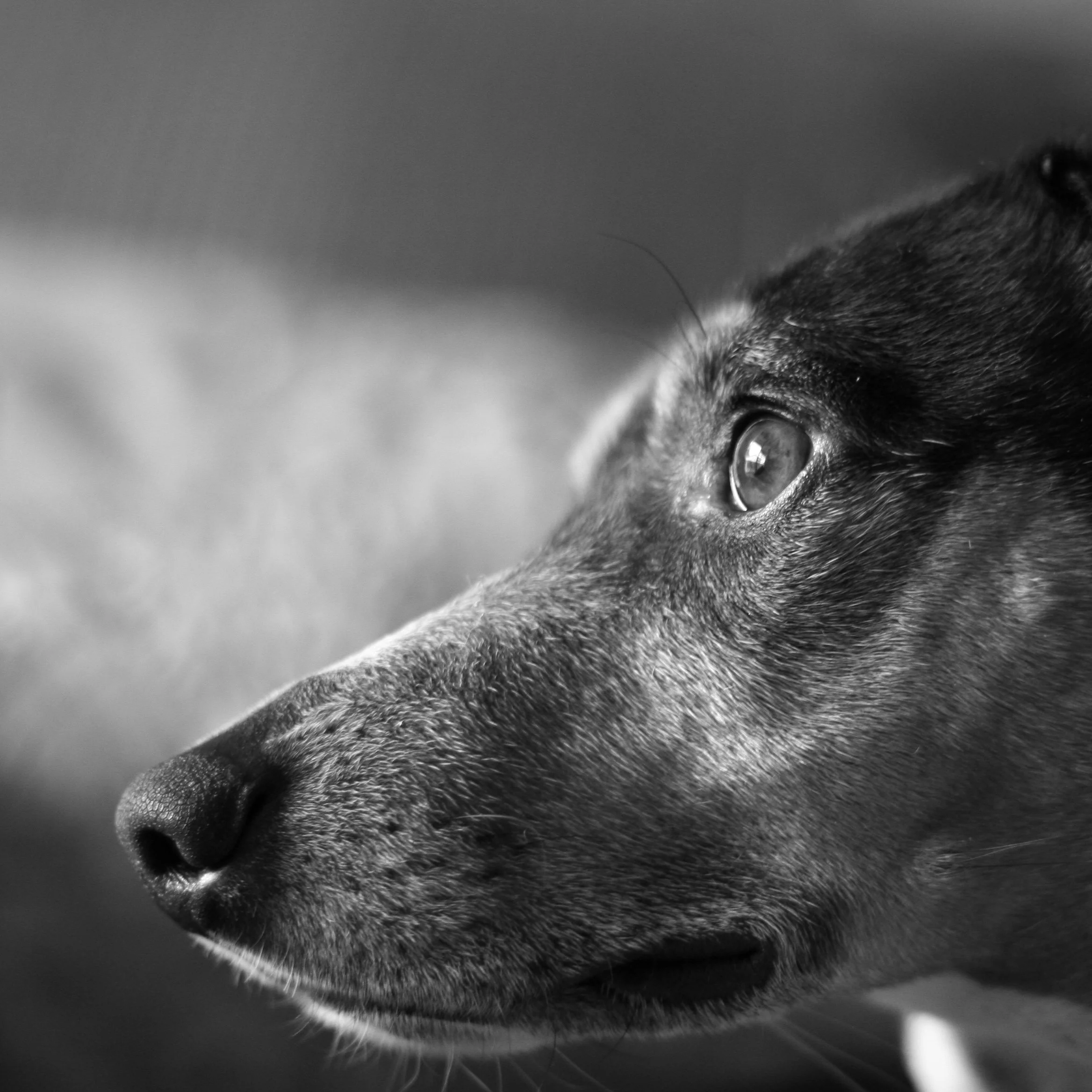 Dogs