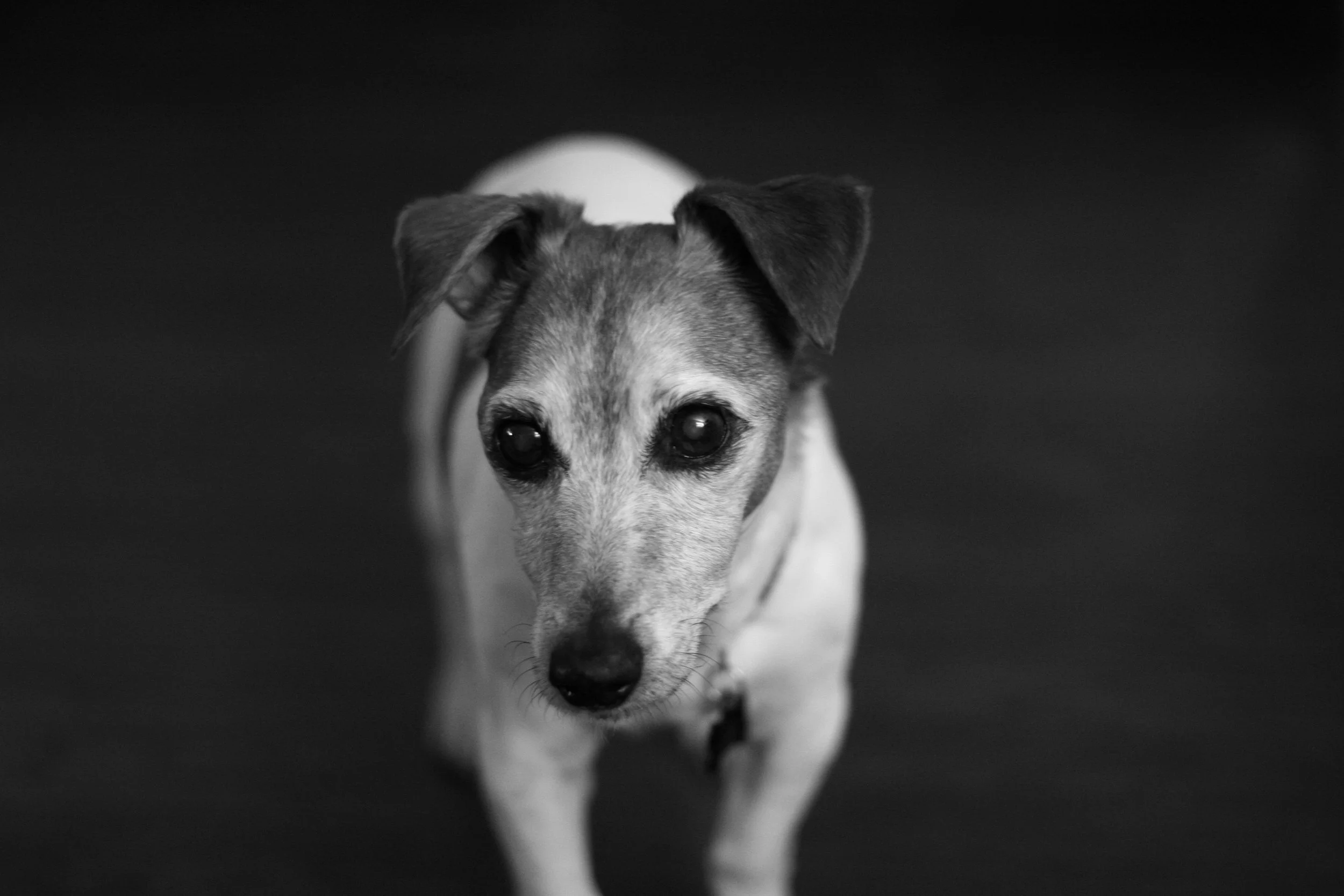 Caesar