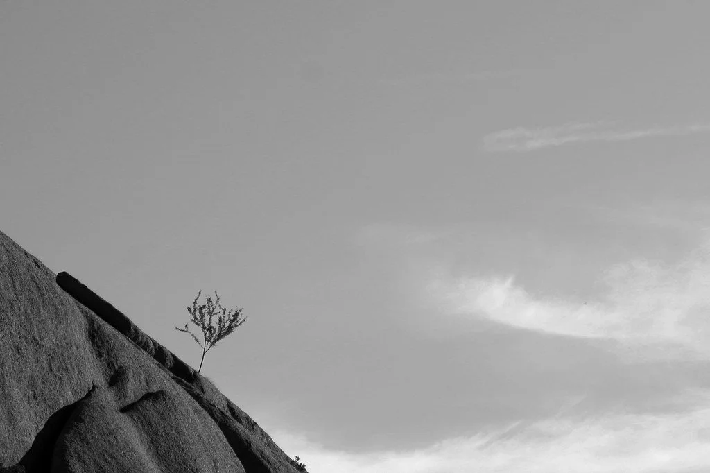 Joshua Tree - Jumbo Rocks
