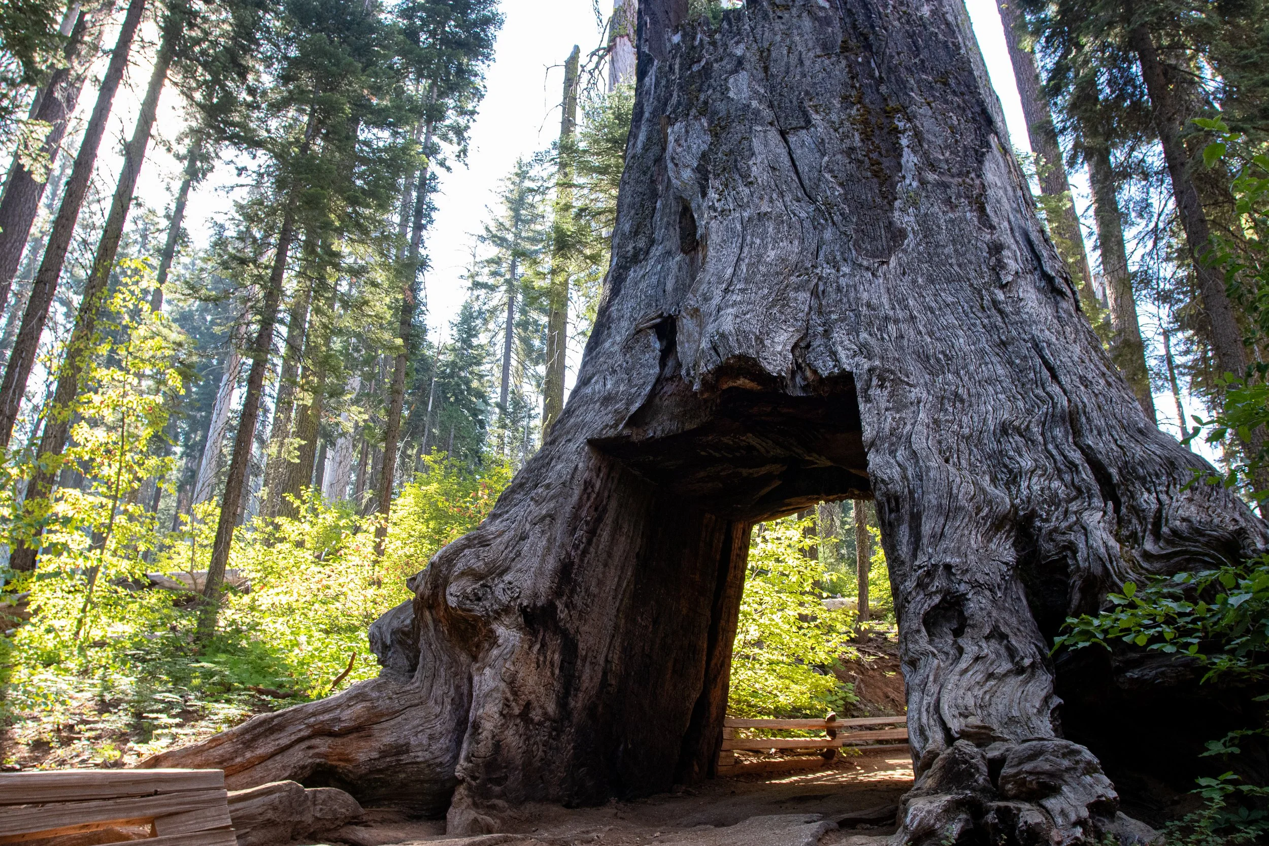 yosemite-print-IMG_9615.jpg