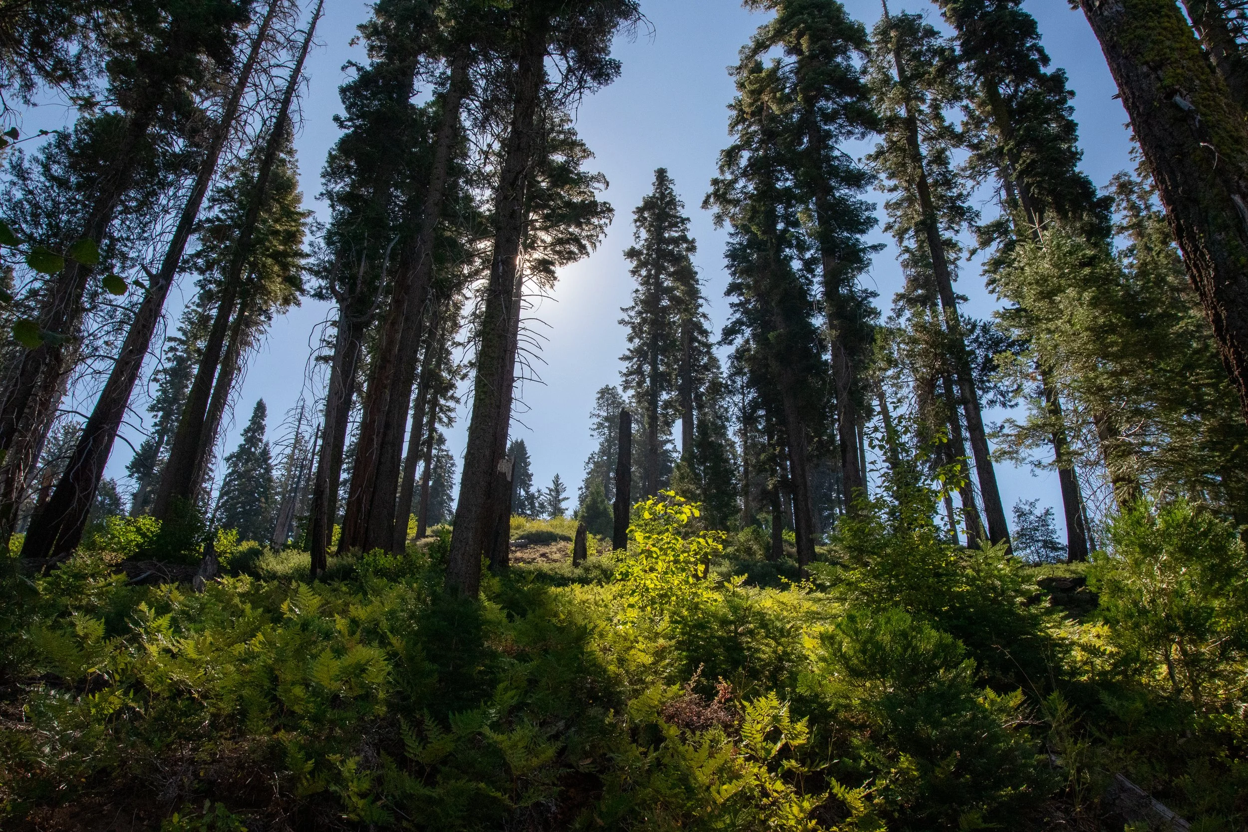 yosemite-print-IMG_9617.jpg