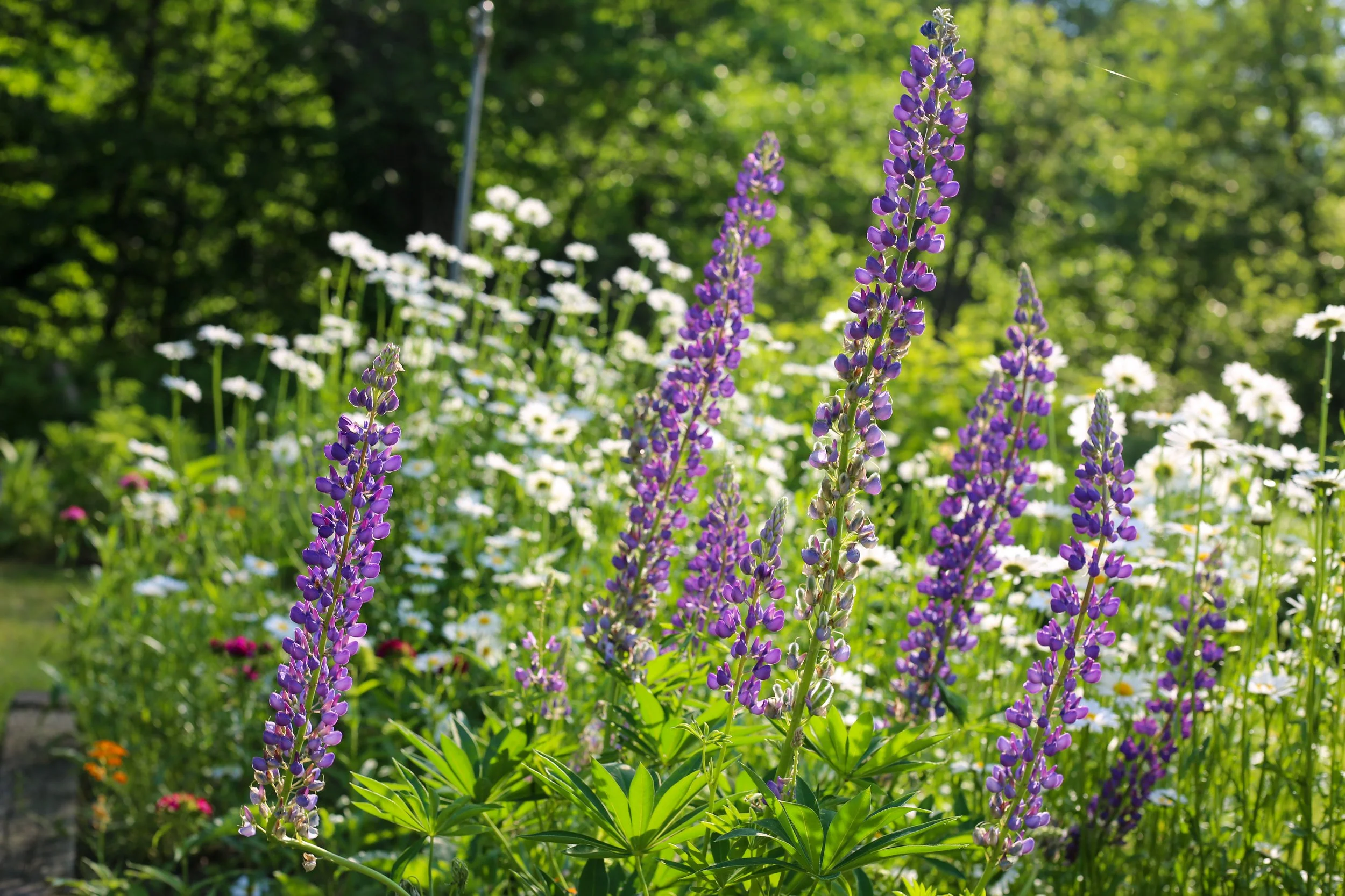 GARDEN 4J0B2511.jpg