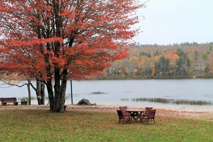 Vibrant red maple tree beside a picnic area on the shore of Fletchers Lake during autumn in Fall River.