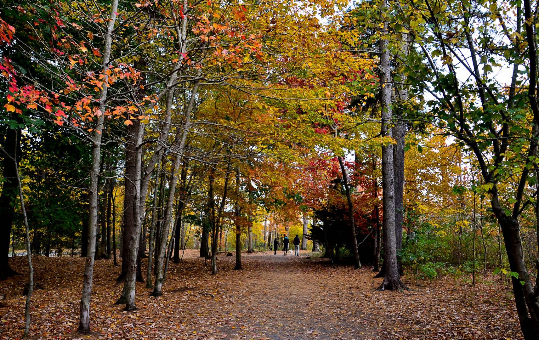 Navigating the Halifax Fall Real Estate Market: Strategic Advice for Buyers &amp; Sellers
