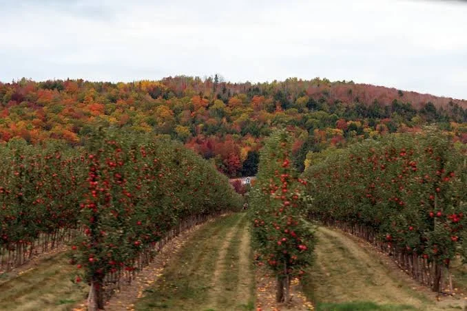 Rows of apple trees heavy with ripe red apples in an orchard, with vibrant autumn foliage on the rolling hills in the background under an overcast sky.