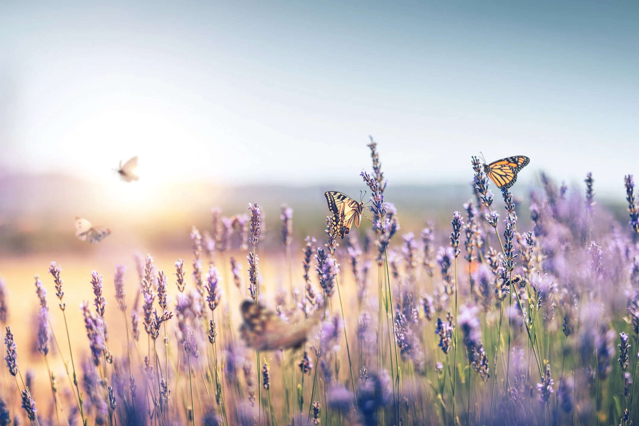 Purple lavender plants with monarch butterflies and blurry flying butterflies in a field at sunset.