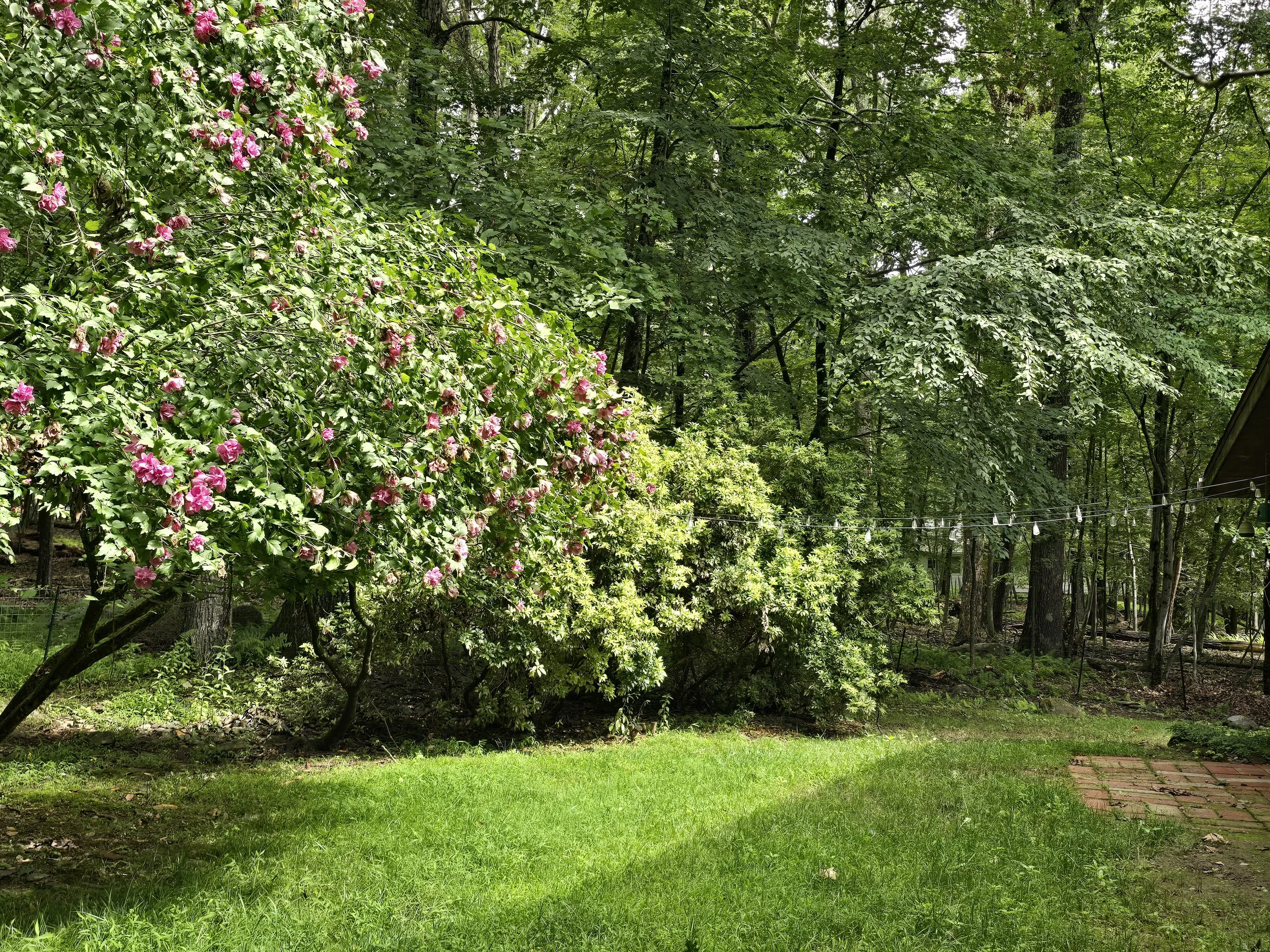 Lush green backyard with blooming pink hibiscus trees, brick patio, and string lights surrounded by woods at New Soil Sober Living in Northeast Pennsylvania