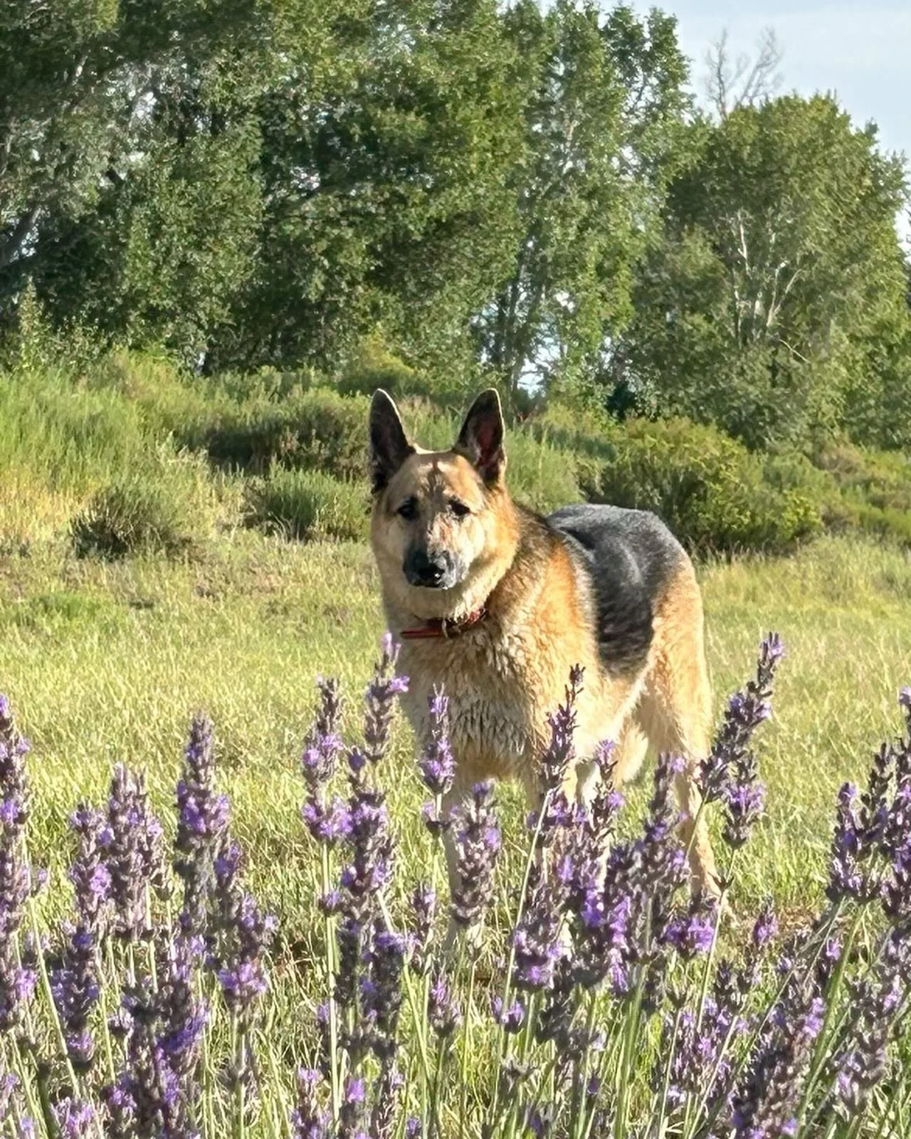 A peaceful morning harvesting lavender for the still and distillation for essential oil. 
Stop by the Farm or see us at the Westcliffe and Salida Farmer&rsquo;s Markets this weekend.