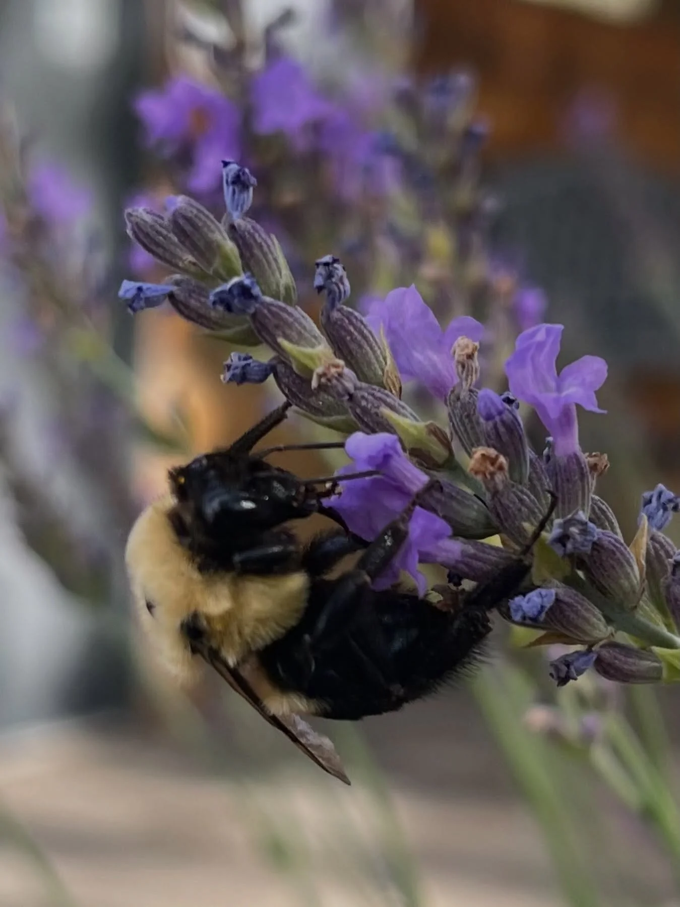 Even though the 2026 harvest just wrapped up and the still has been put away, we left a few for the bees. This bumble is as big as your thumb and was putting in the work!