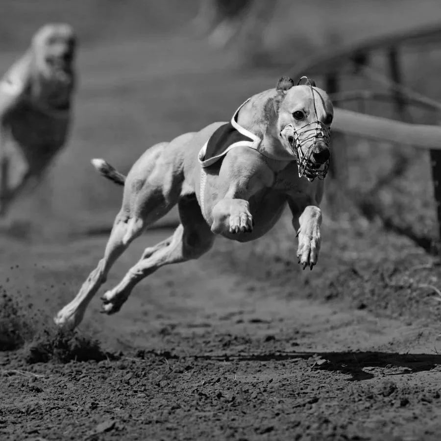 A racing dog, likely a greyhound, running on dirt with a muzzle and racing vest during a race.