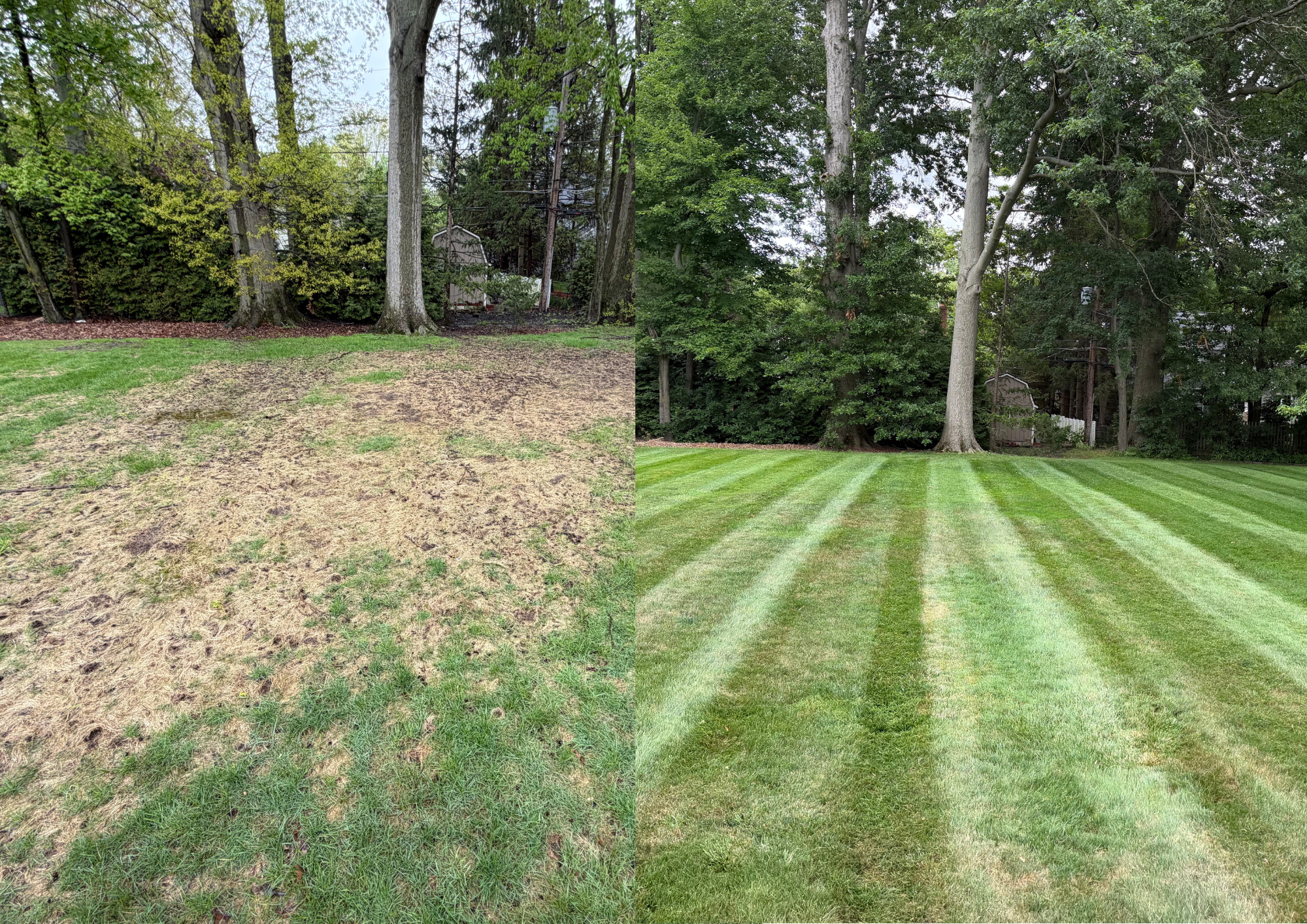 Comparison of two yards: left side shows patchy, less healthy grass with dirt patches, right side shows lush, evenly green grass with striped pattern, with trees and a backyard fence in the background.