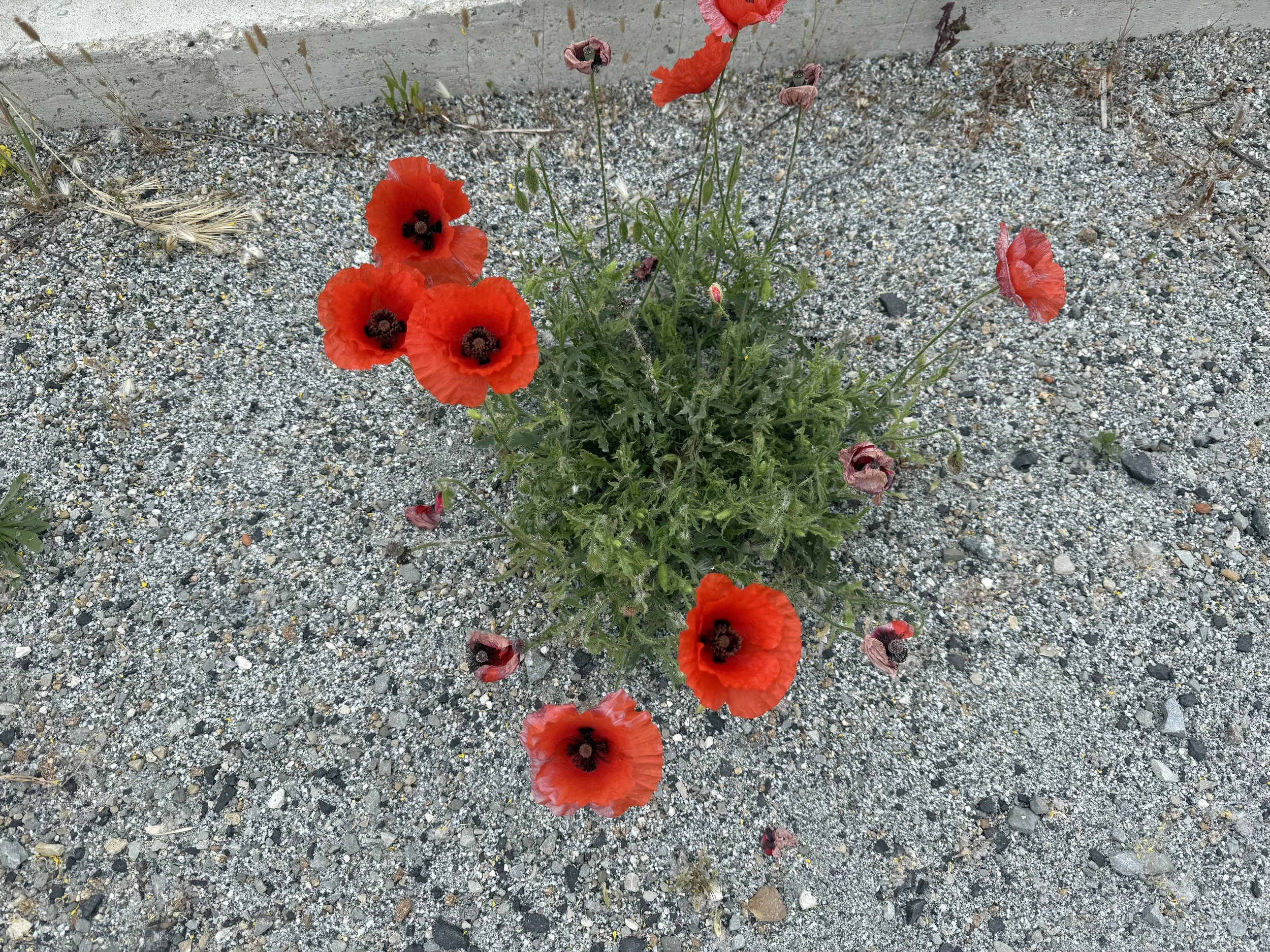 IMG_8794.jpeg