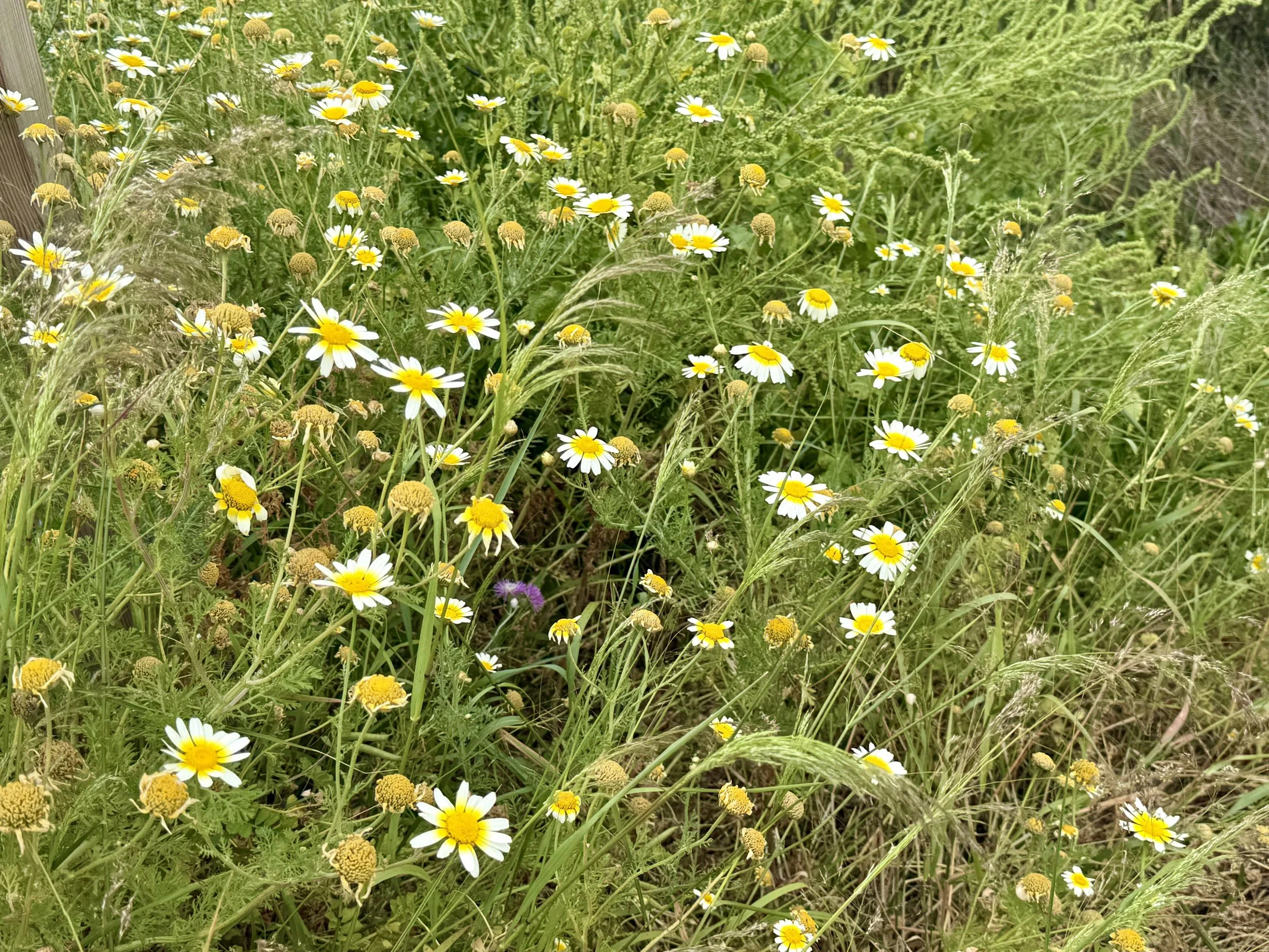 IMG_8792.jpeg