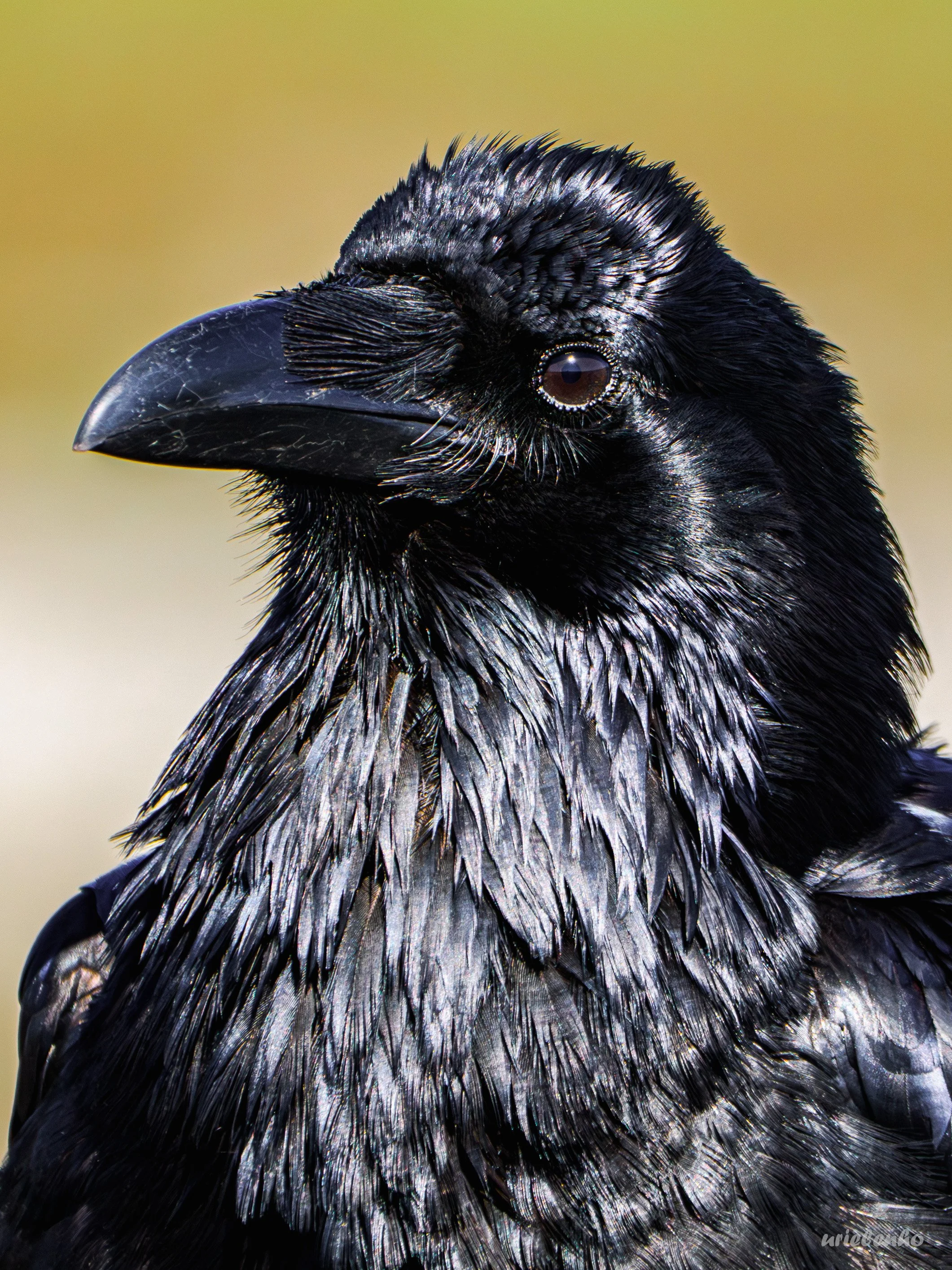 Gilberto the raven