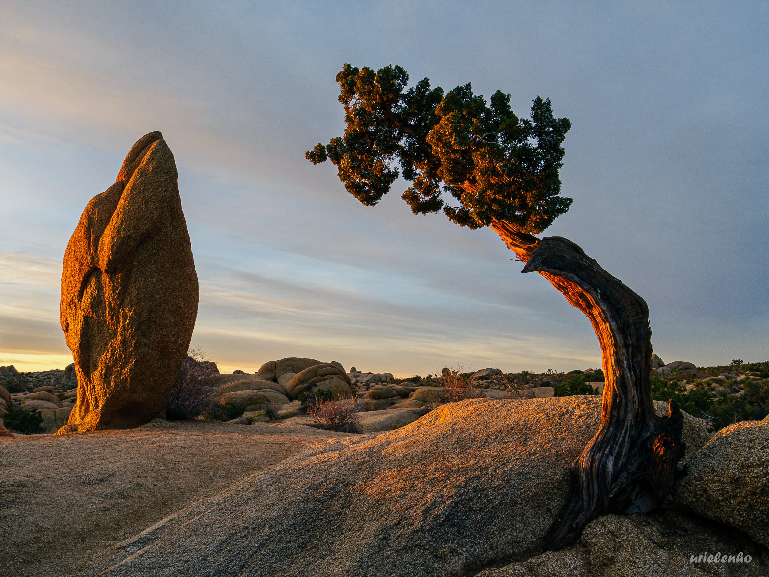 Penguin rock at the Jumbo Rocks campground in Joshua Tree