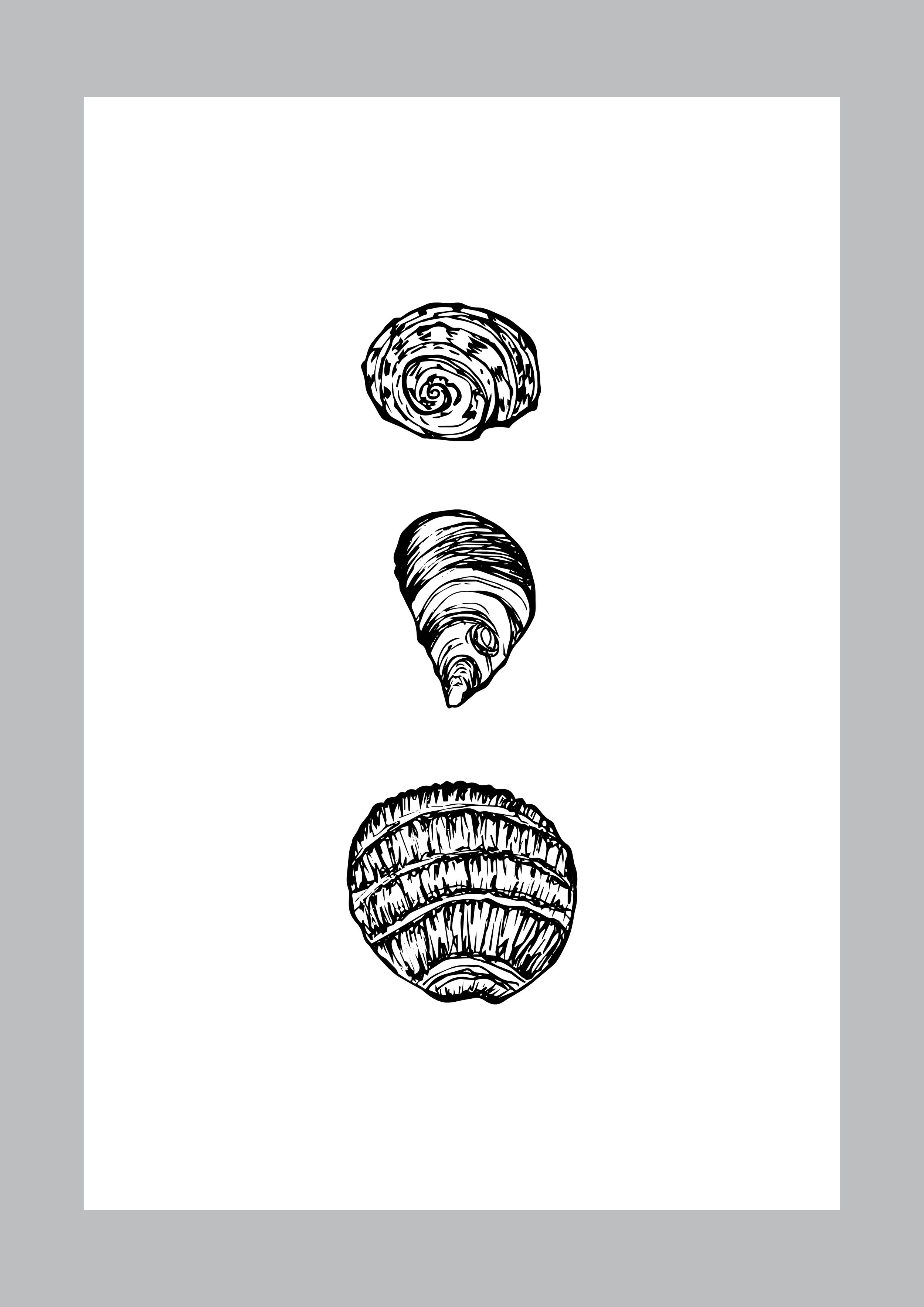 TQA_Shells of Swansea_illustration_2026.png