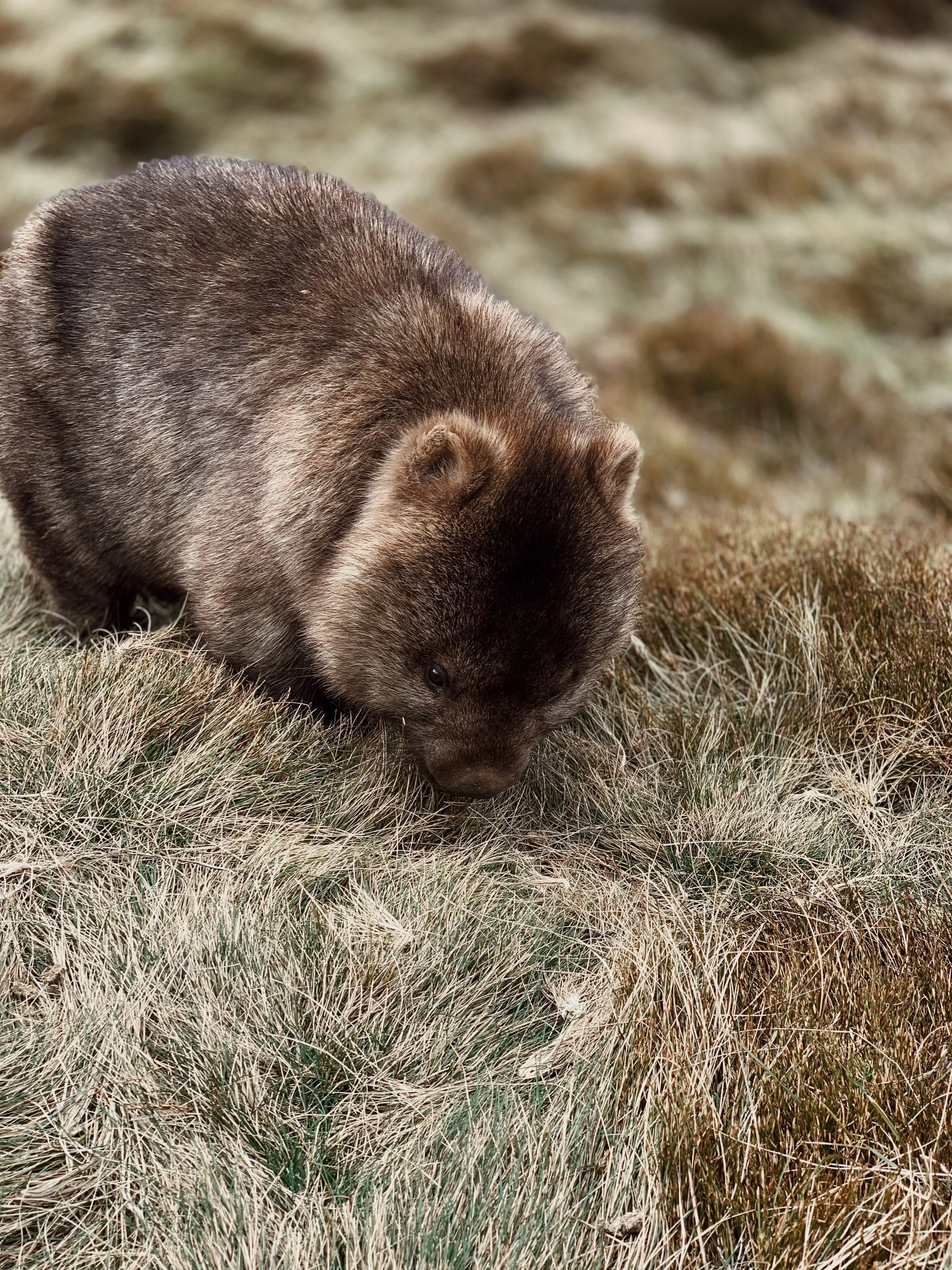 A small brown bear sniffing the ground in a grassy area.