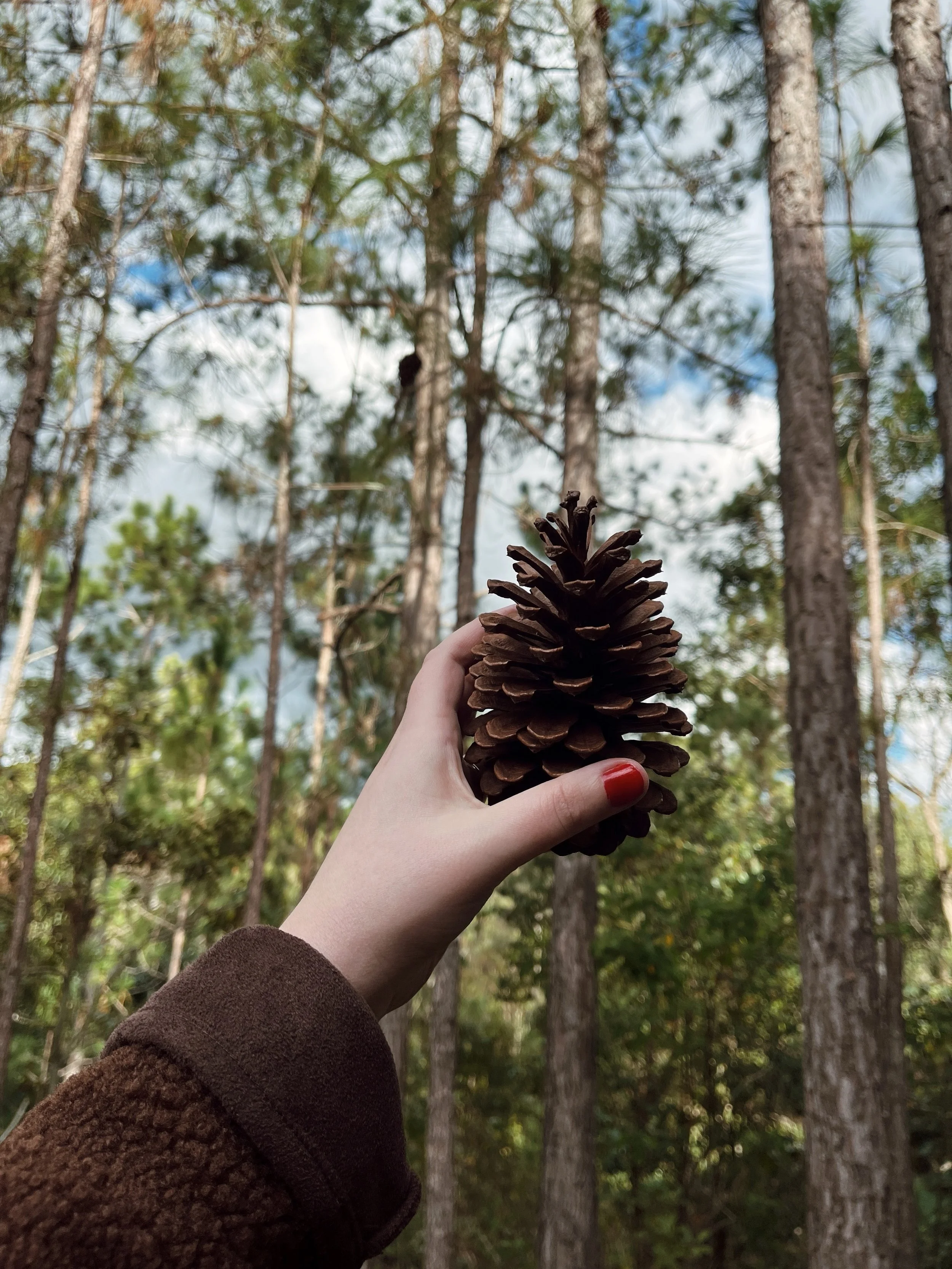 Person holding a large pine cone in a wooded area with tall trees and cloudy sky in the background.