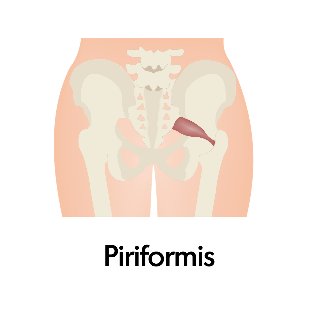 Piriformis.png