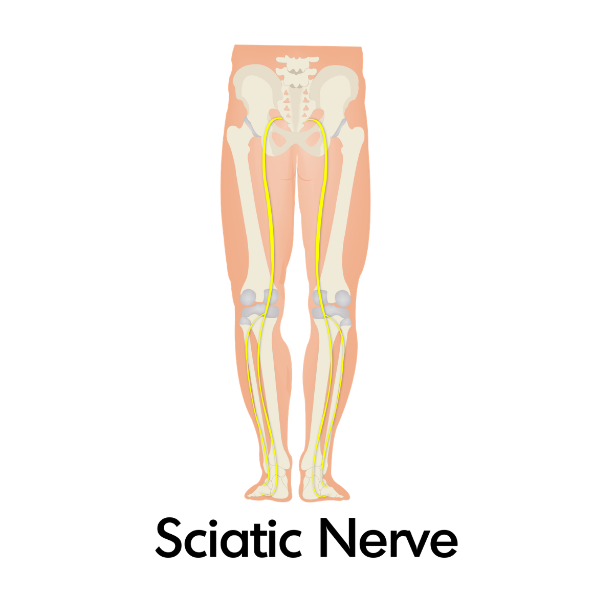 Sciatic Nerve Glides (1).png
