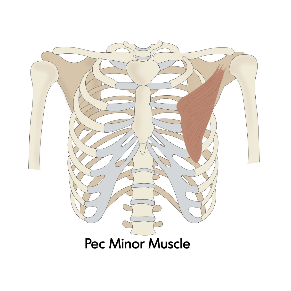 Pectoralis Minor.png