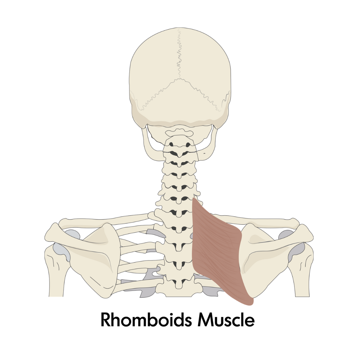 Rhomboids.png