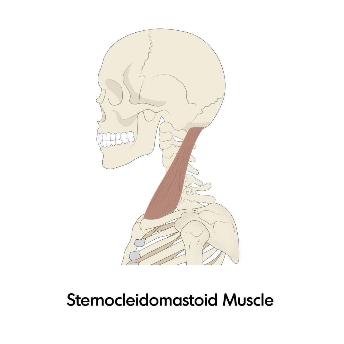 SCM (1).png