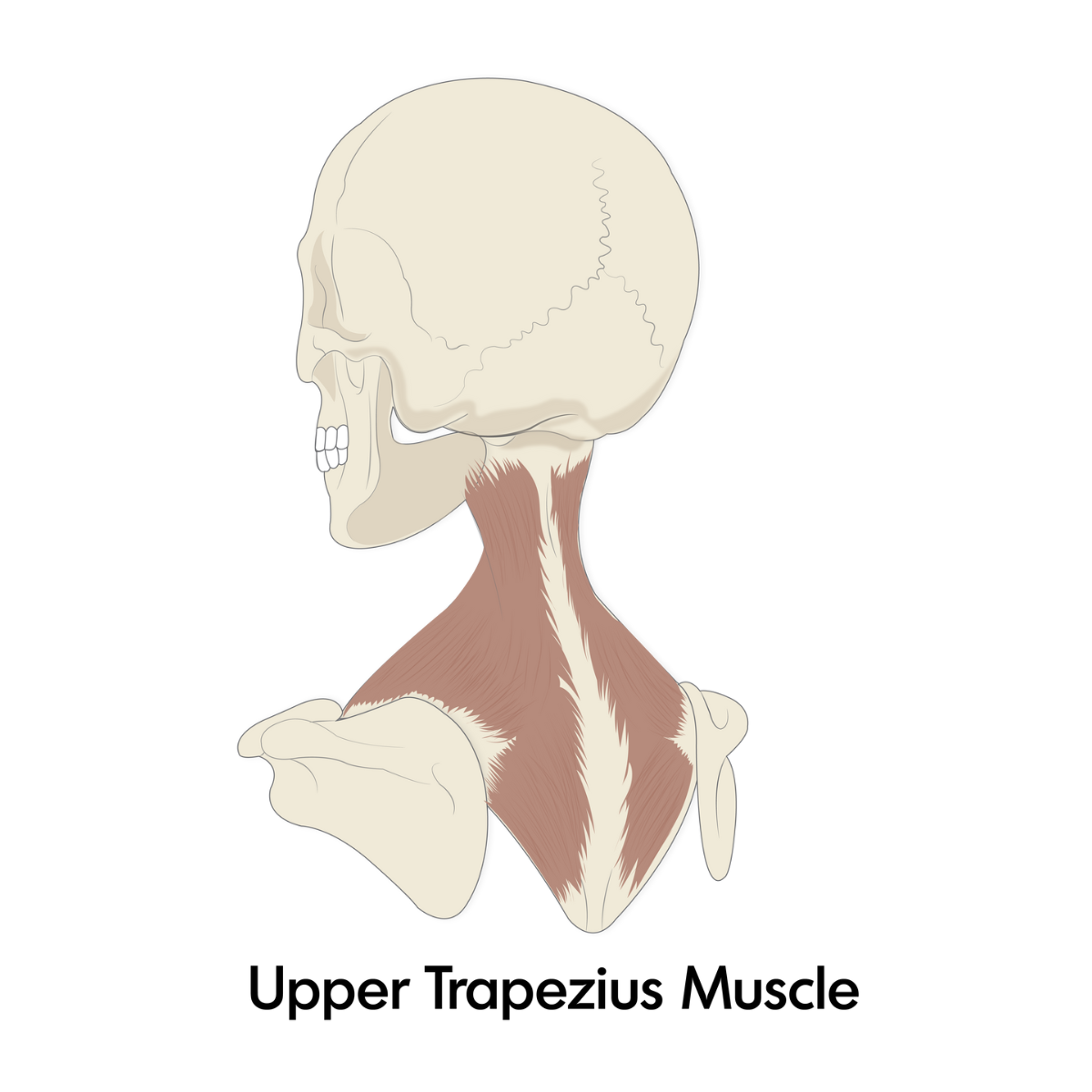 Upper Trapezius Muscle.png