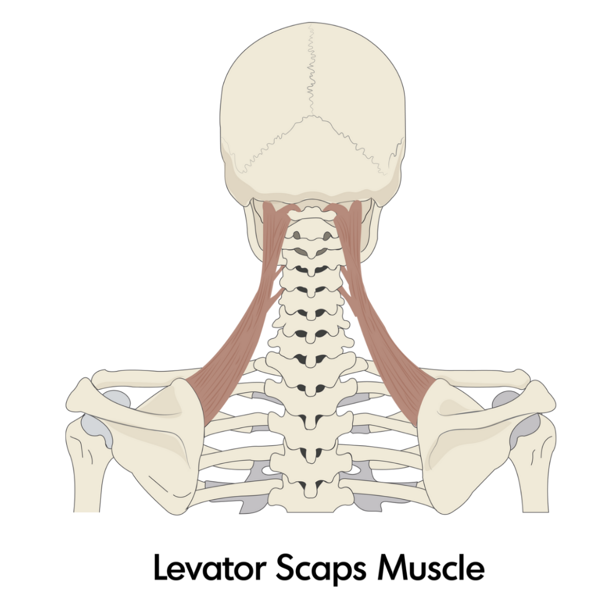 Levator Scaps Muscle.png