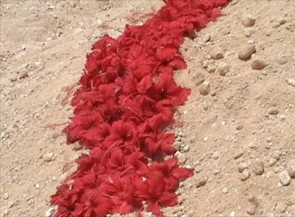 Red Videos