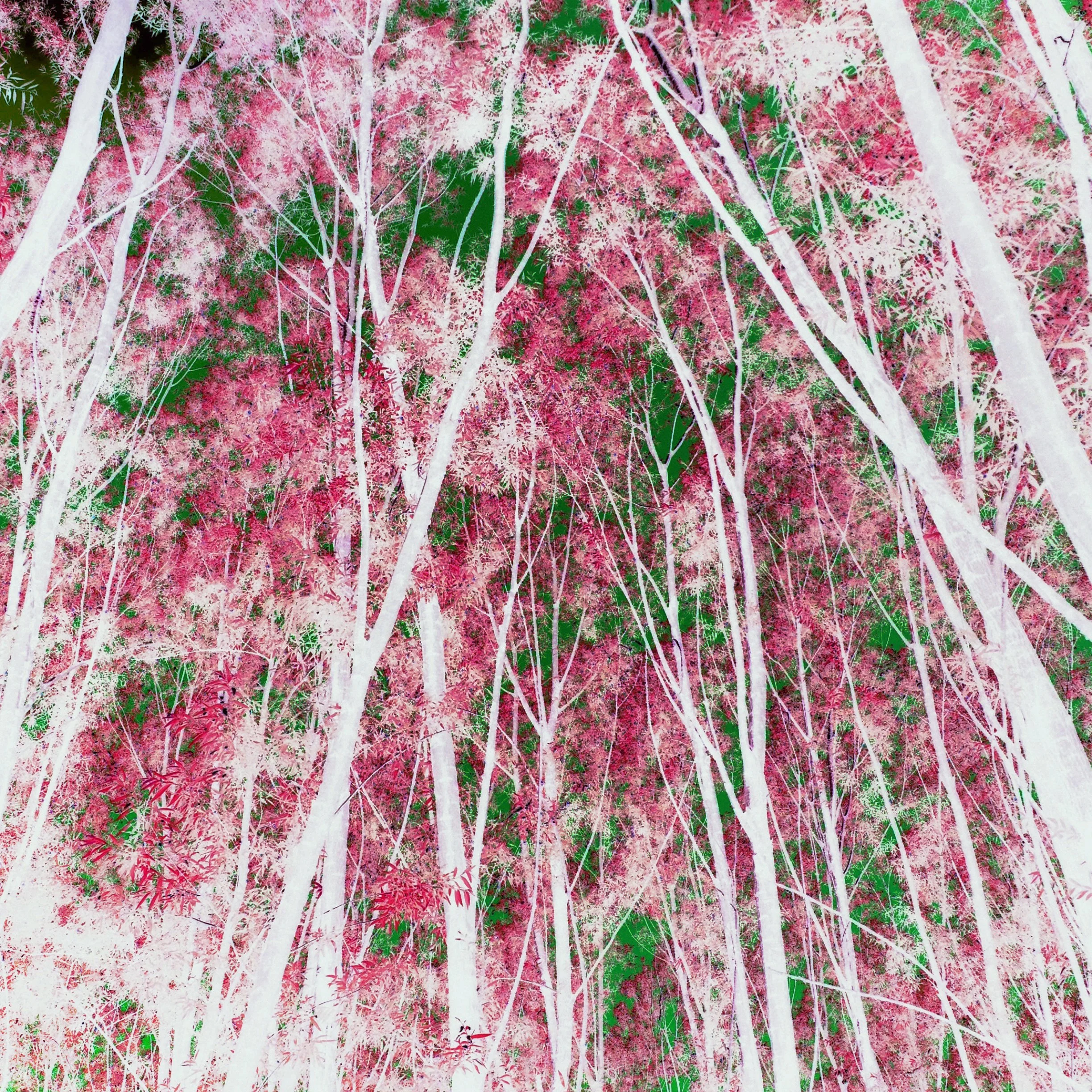 Pink Canopy.jpg