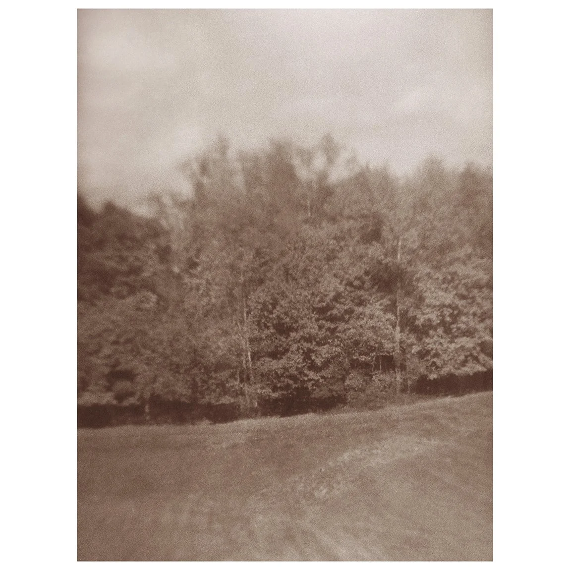 TreesMeadow-WithBordersForSiteSM.jpg