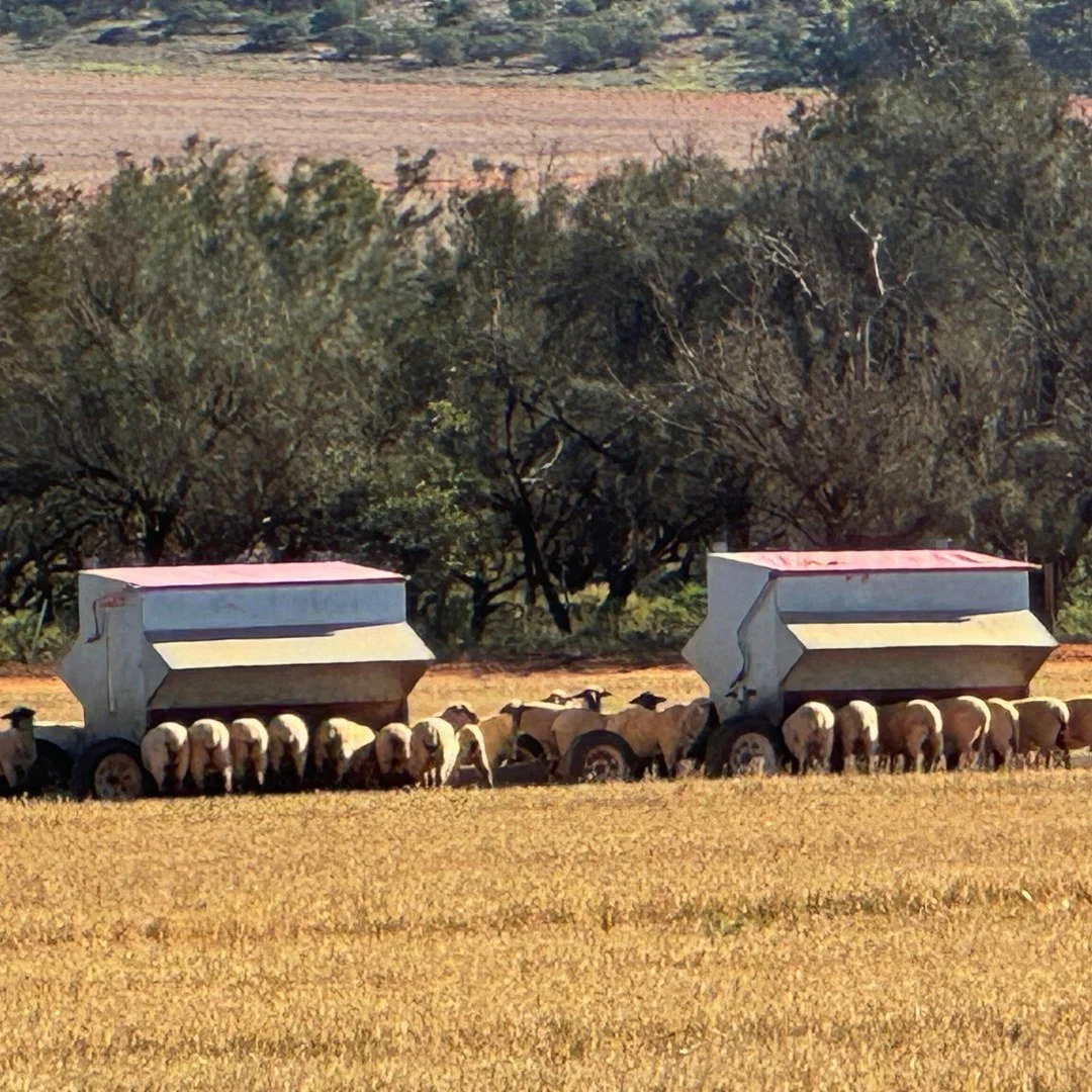 Lienert sheep grain feeder