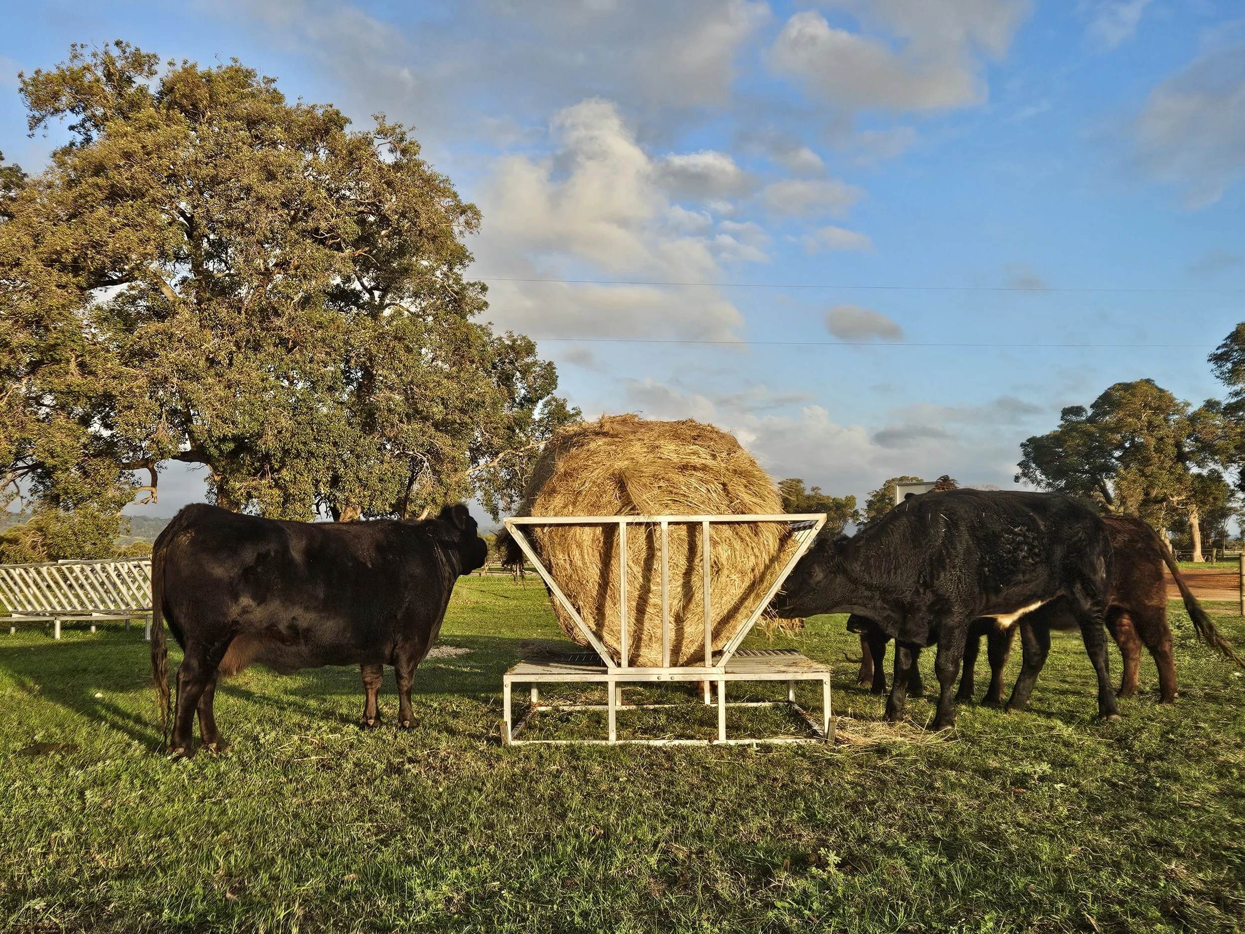 Balamara hay bale feeder