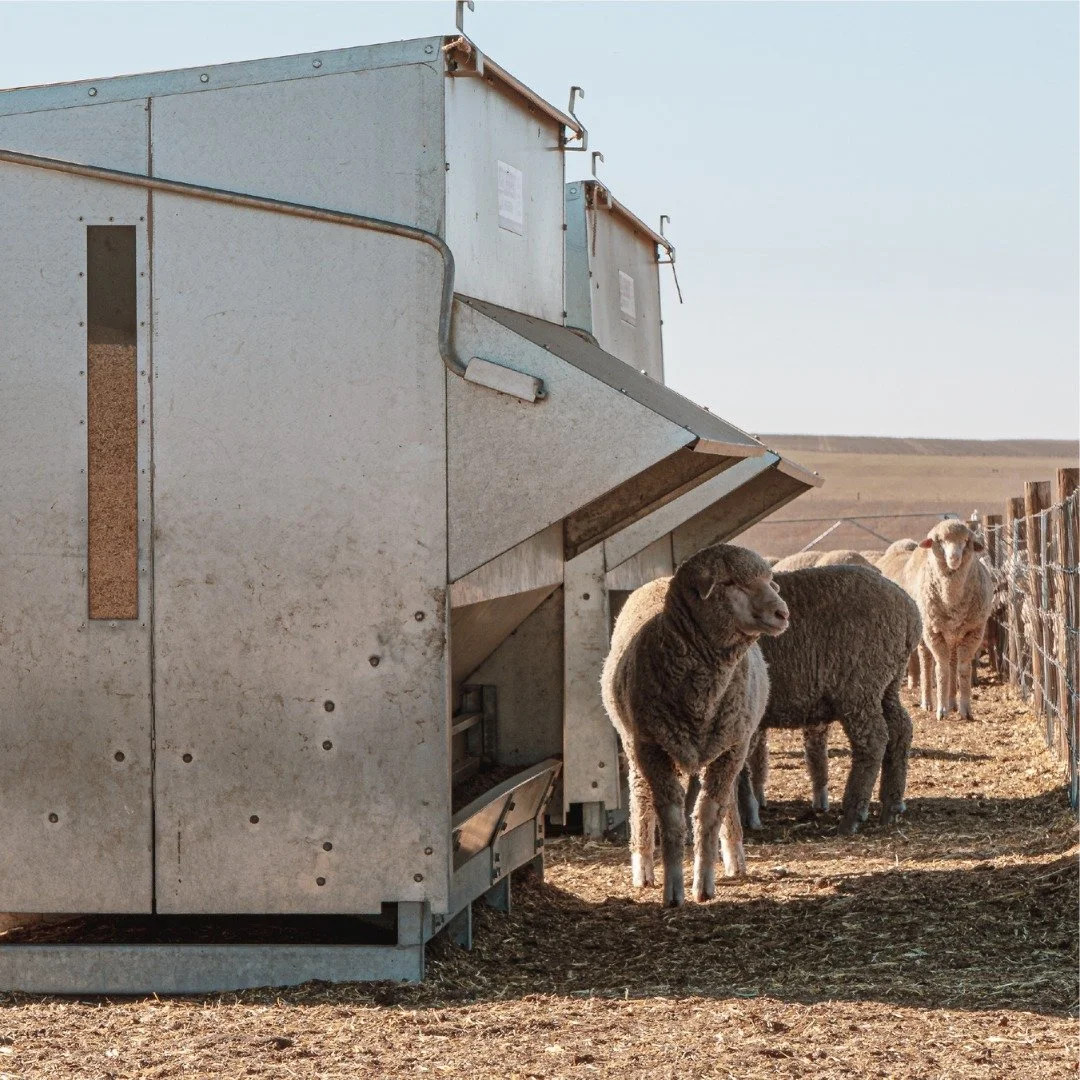 Lienert sheep grain feeder
