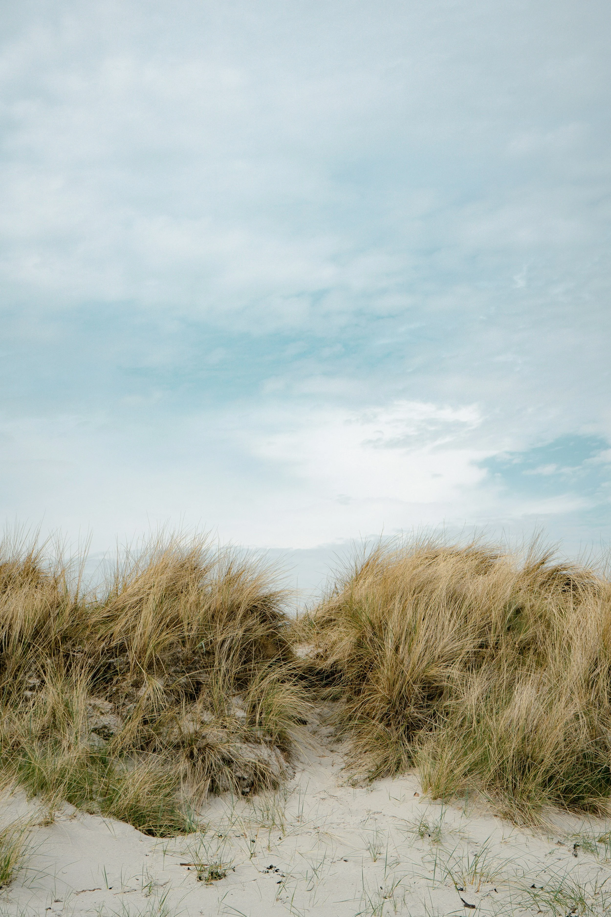 Ocean dune landscape with sandy path and tall grasses under cloudy sky.